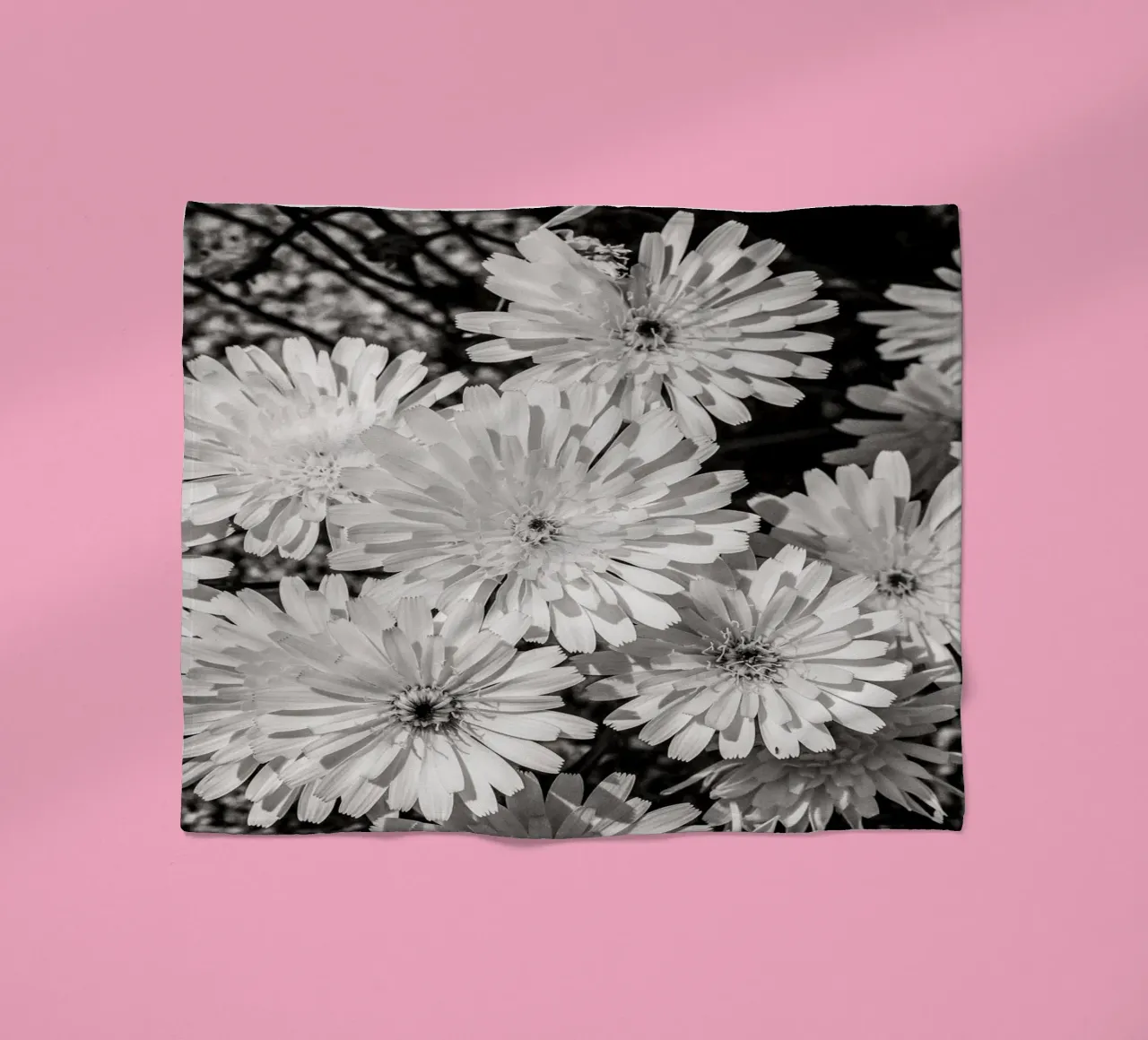 Smooth Desertdandelion coperta in pile da bwphoto