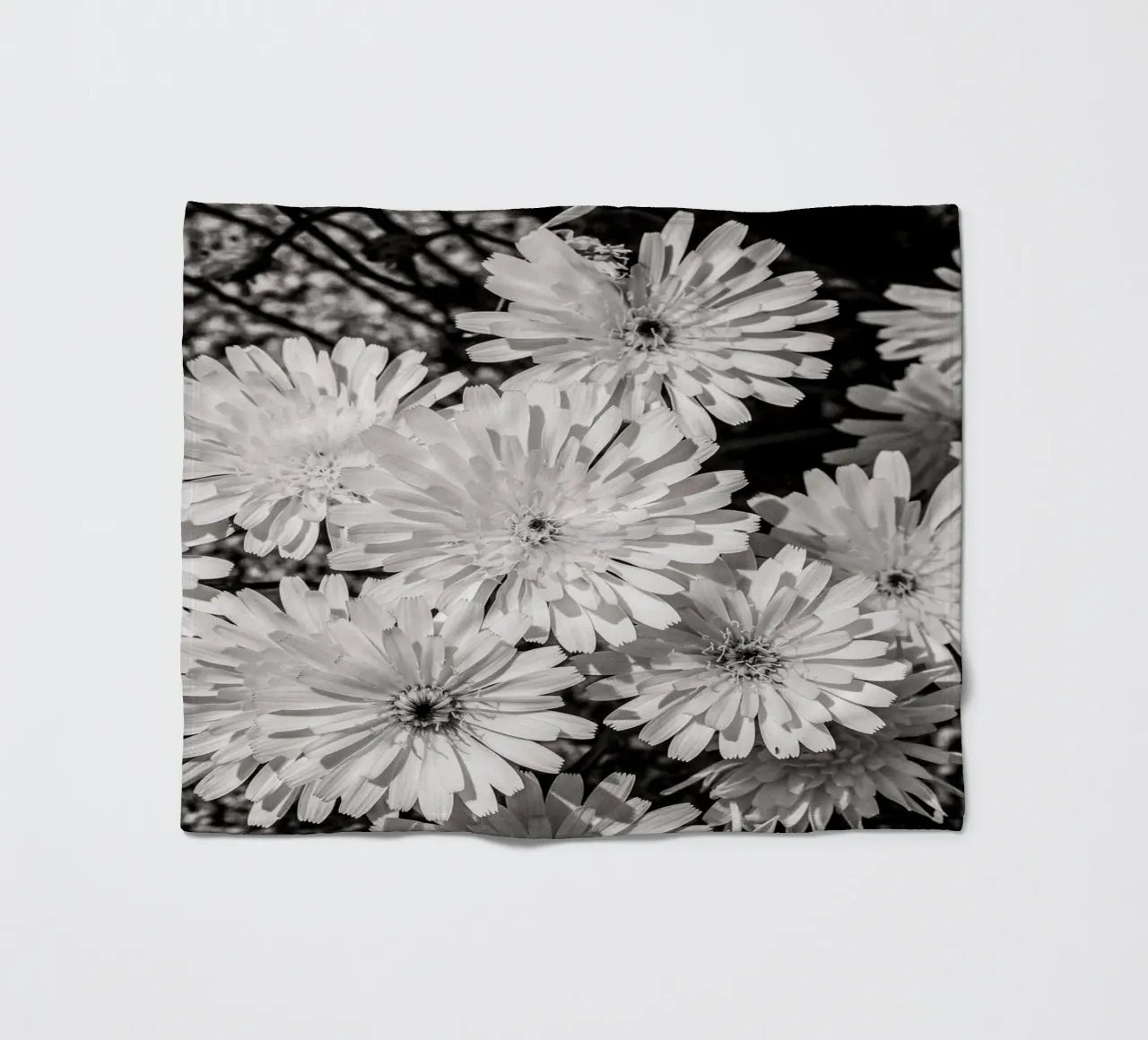 Smooth Desertdandelion coperta in pile da bwphoto