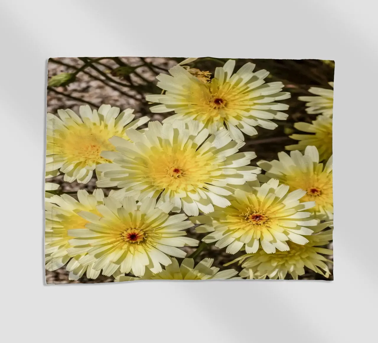 Yellow Smooth Desertdandelion telo mare da stunningphotos