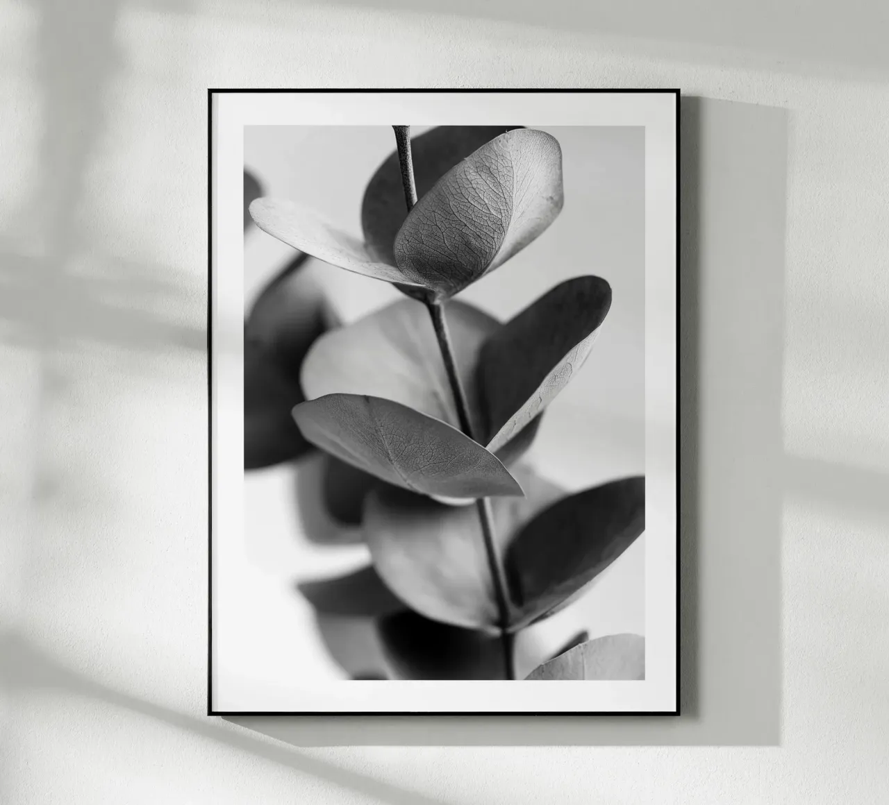 Eucalipto d'argento plexiglass da Monochrome