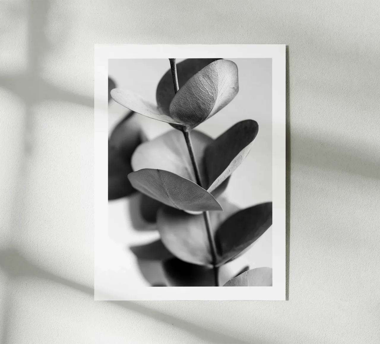 Eucalipto d'argento plexiglass da Monochrome