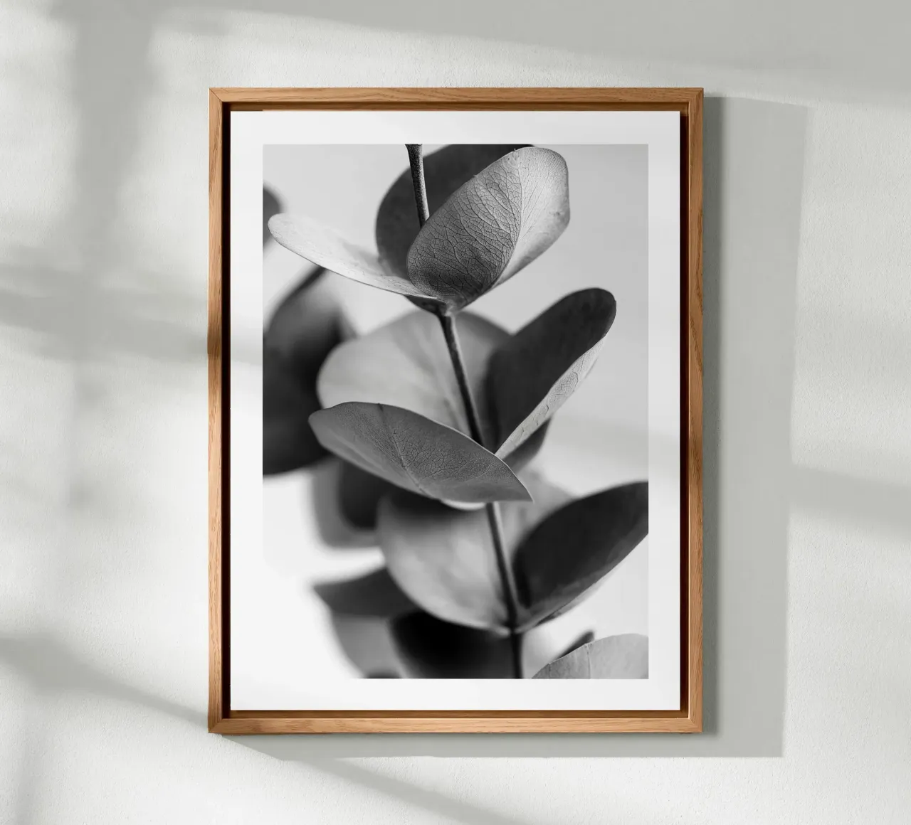 Eucalipto d'argento alluminio dibond da Monochrome