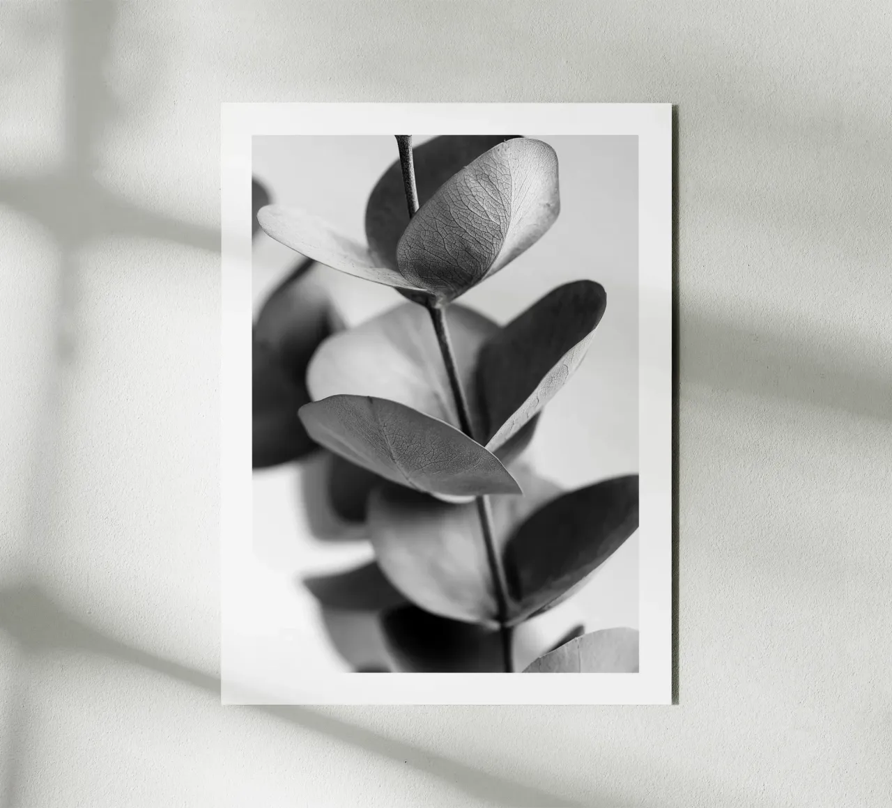 Eucalipto d'argento alluminio dibond da Monochrome