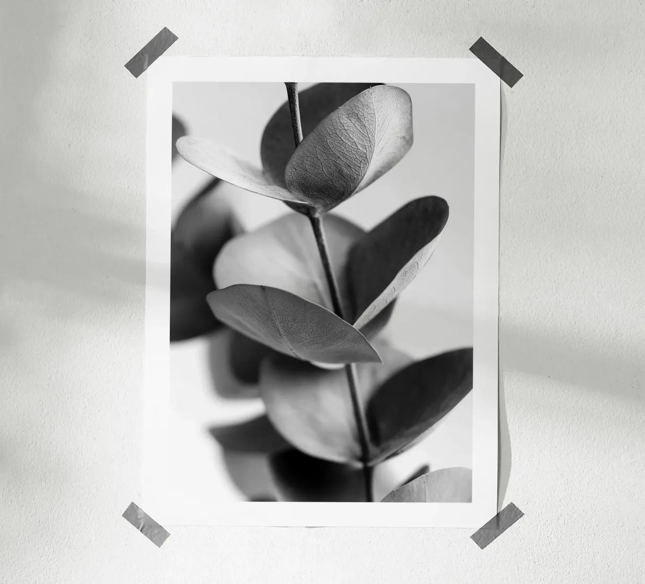 Eucalipto d'argento carta hahnemühle da Monochrome