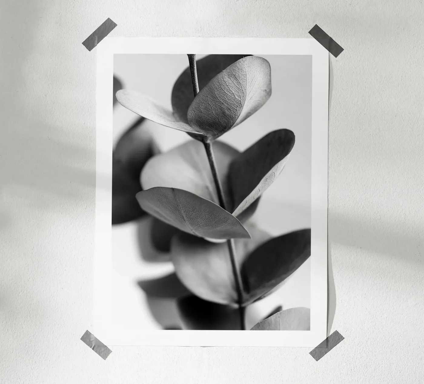 Silberner Eukalyptus Poster von Monochrome