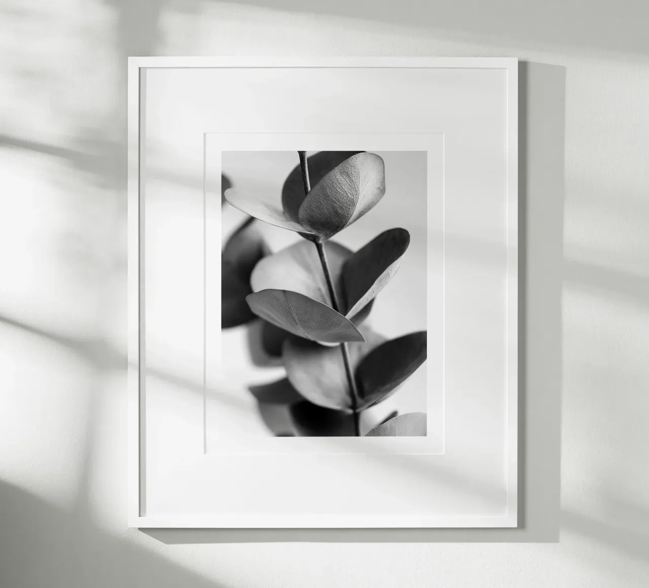 Eucalipto d'argento carta hahnemühle da Monochrome