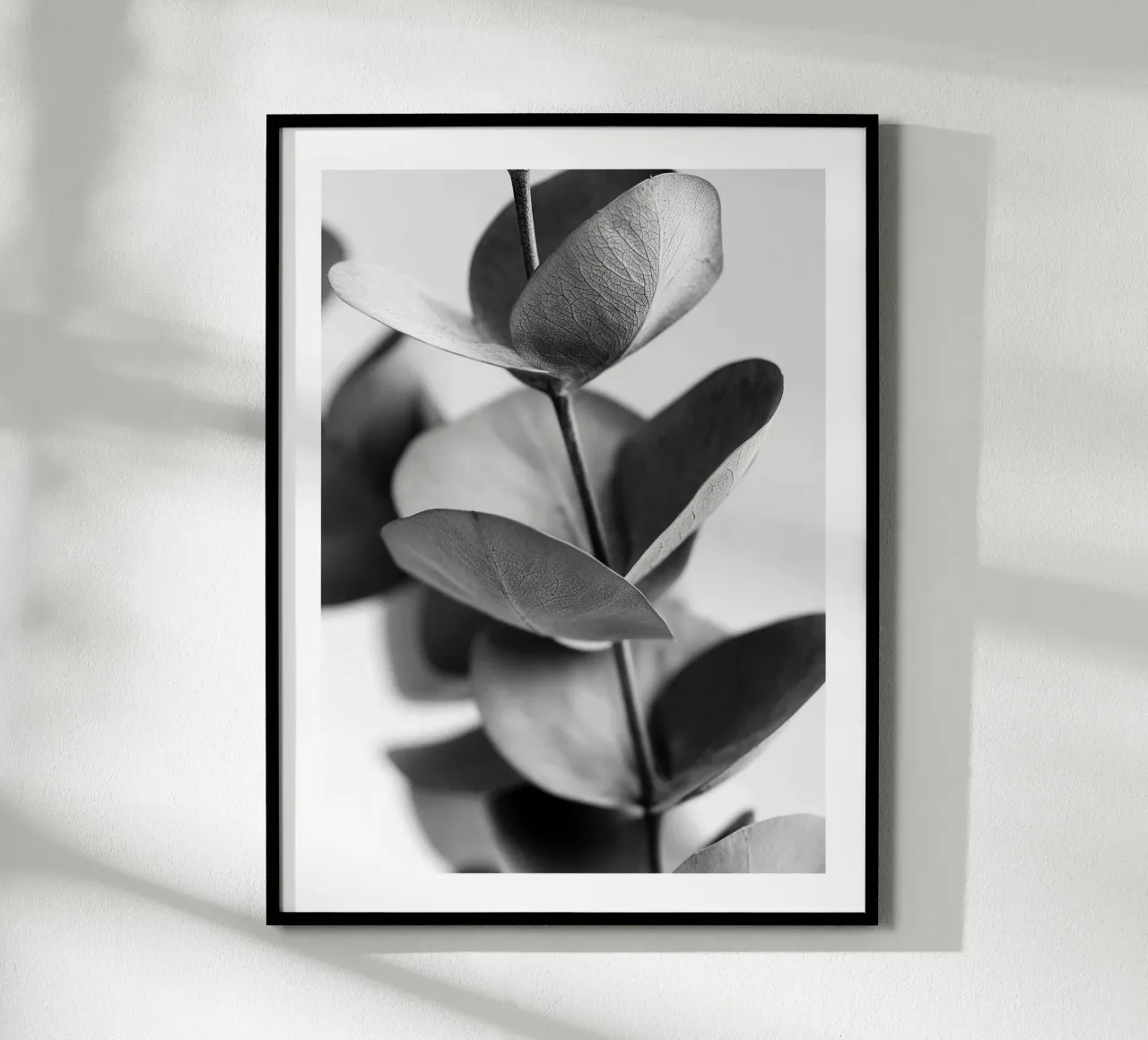 Eucalipto d'argento poster da Monochrome