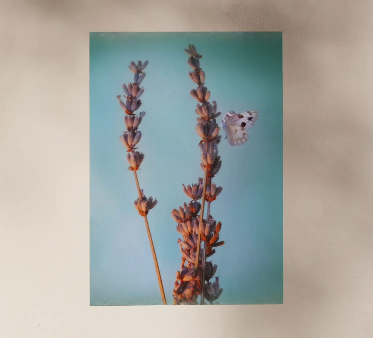 Lavender pellicola backlit da Eva Nev Photography