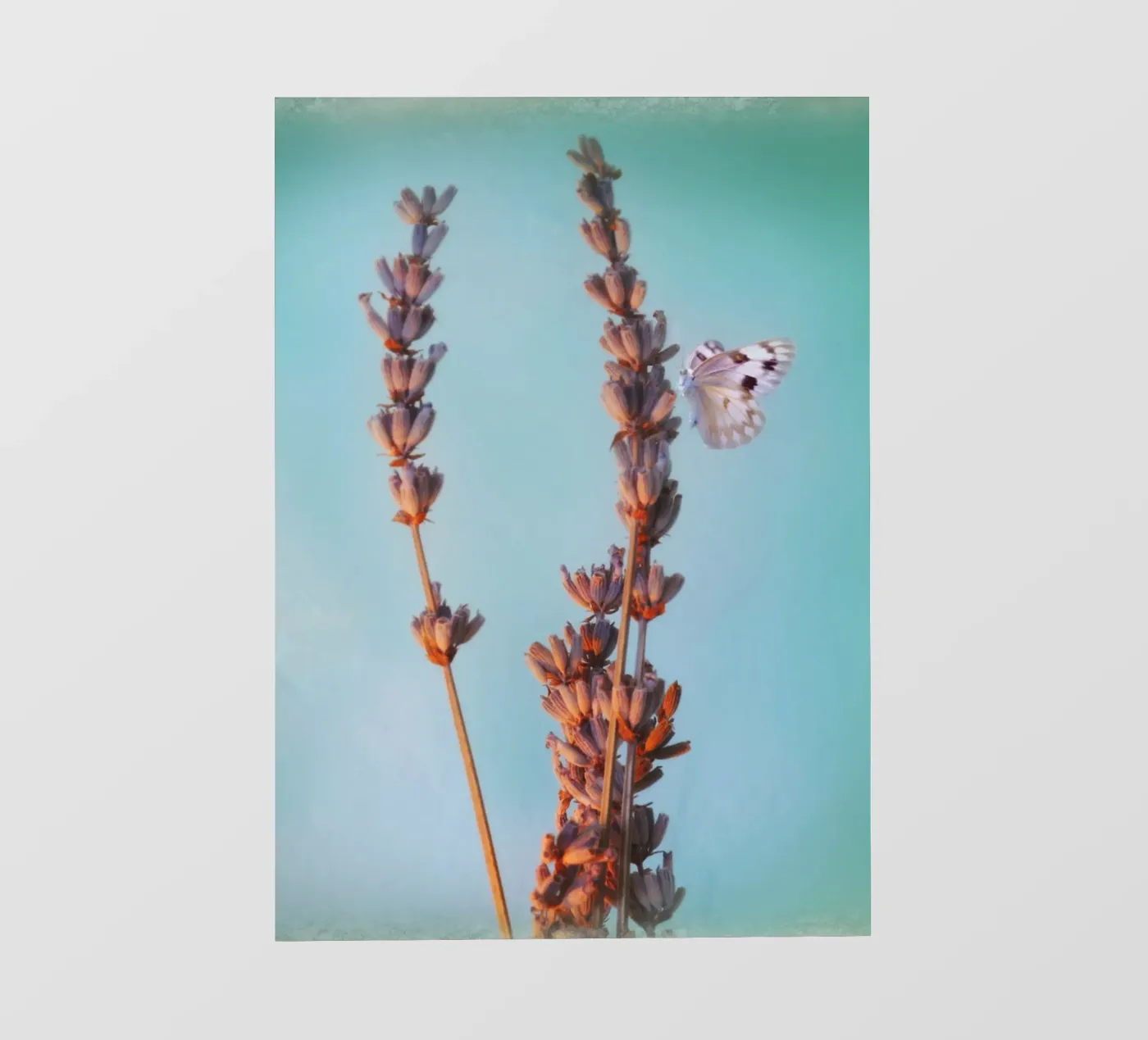 Lavender pellicola backlit da Eva Nev Photography