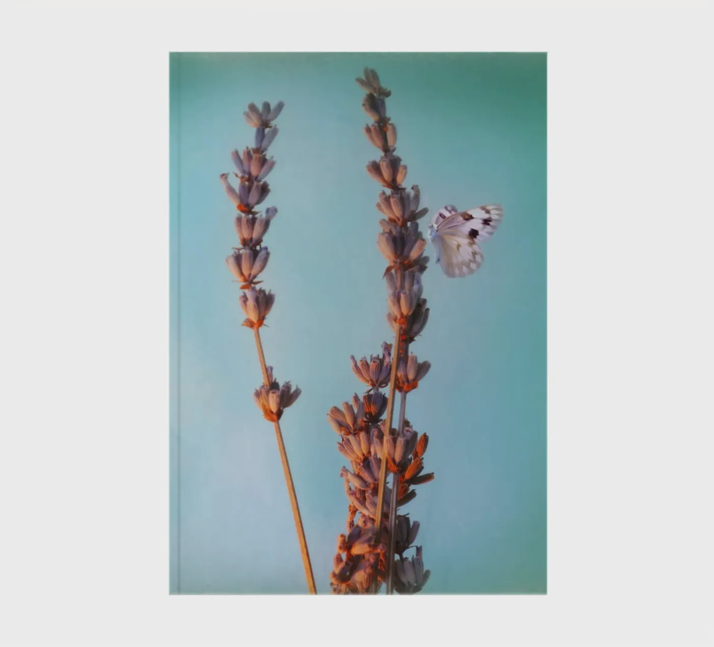 Lavender notebook by Eva Nev Photography