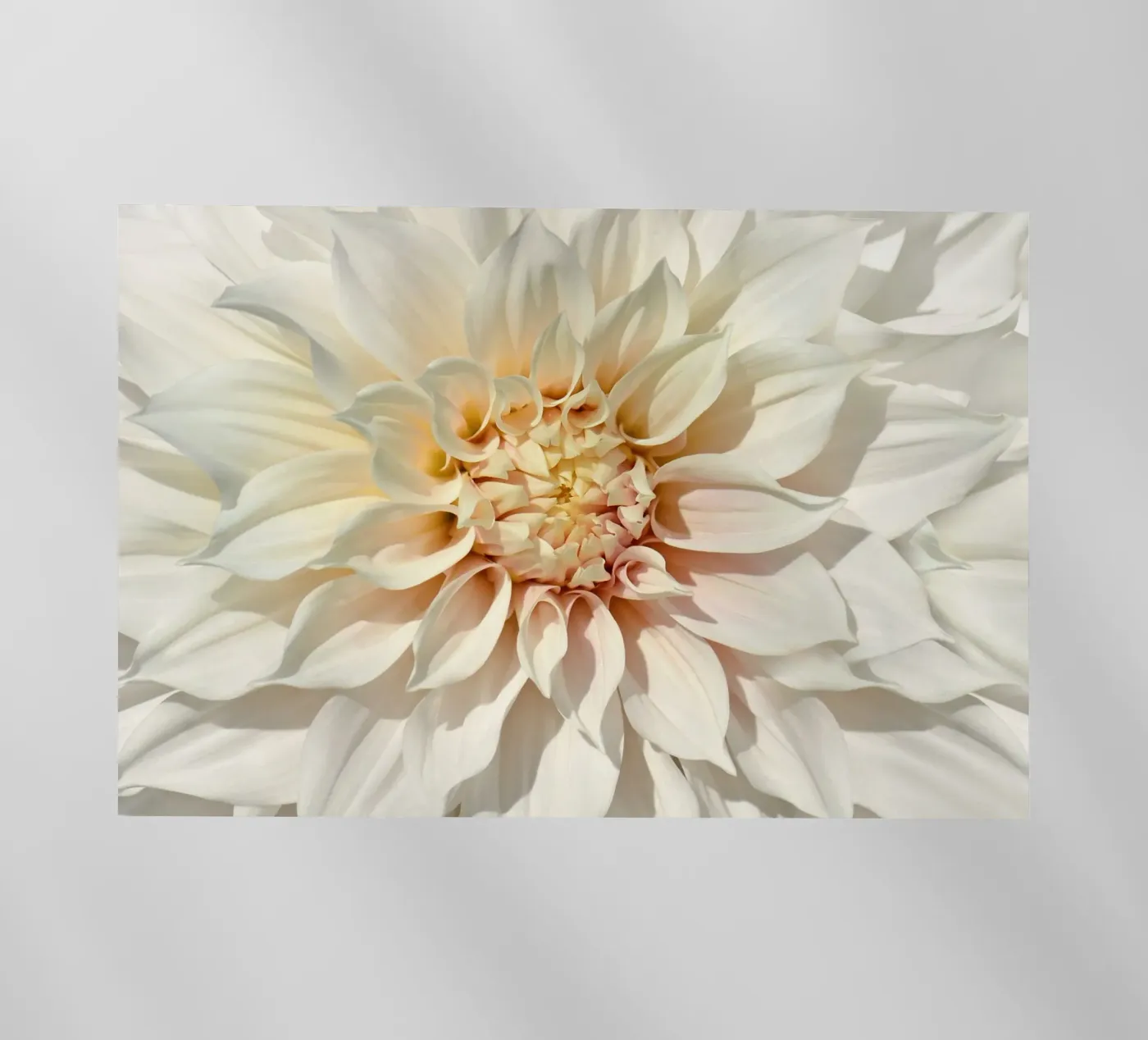 Dalia pellicola backlit da Atteloi