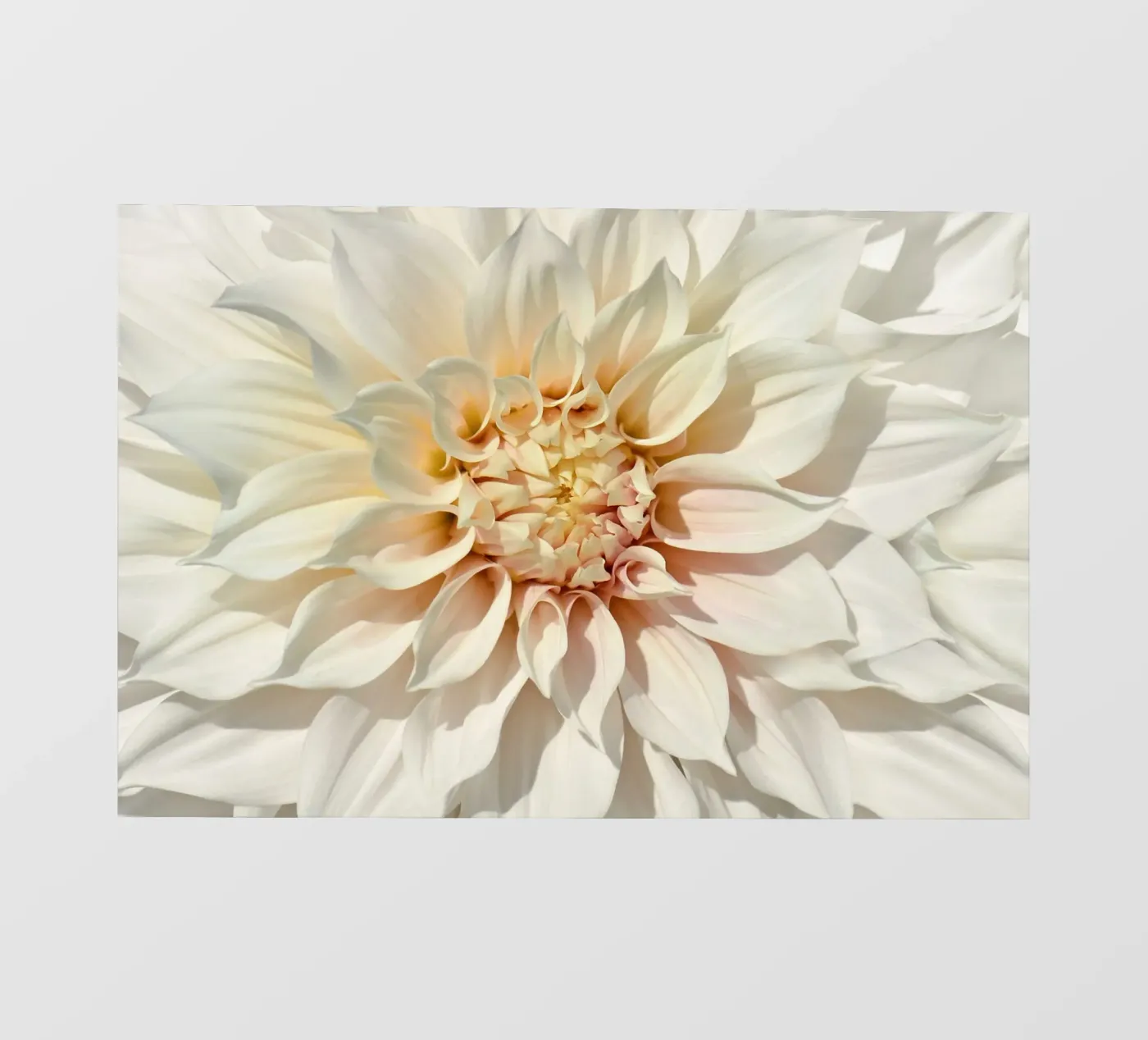 Dalia pellicola backlit da Atteloi