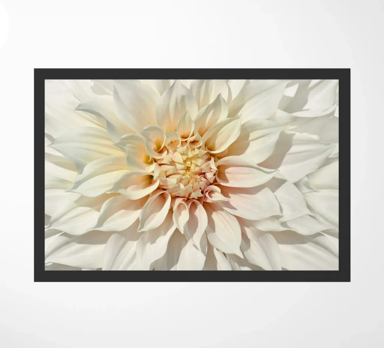 Dalia zerbino da Atteloi