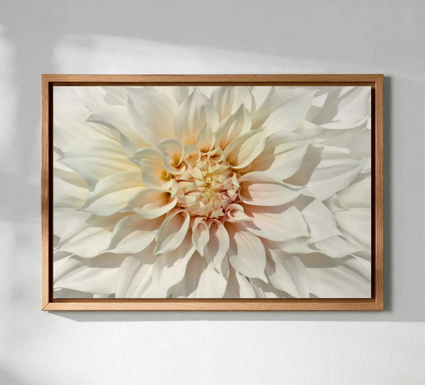 Dalia tela da Atteloi