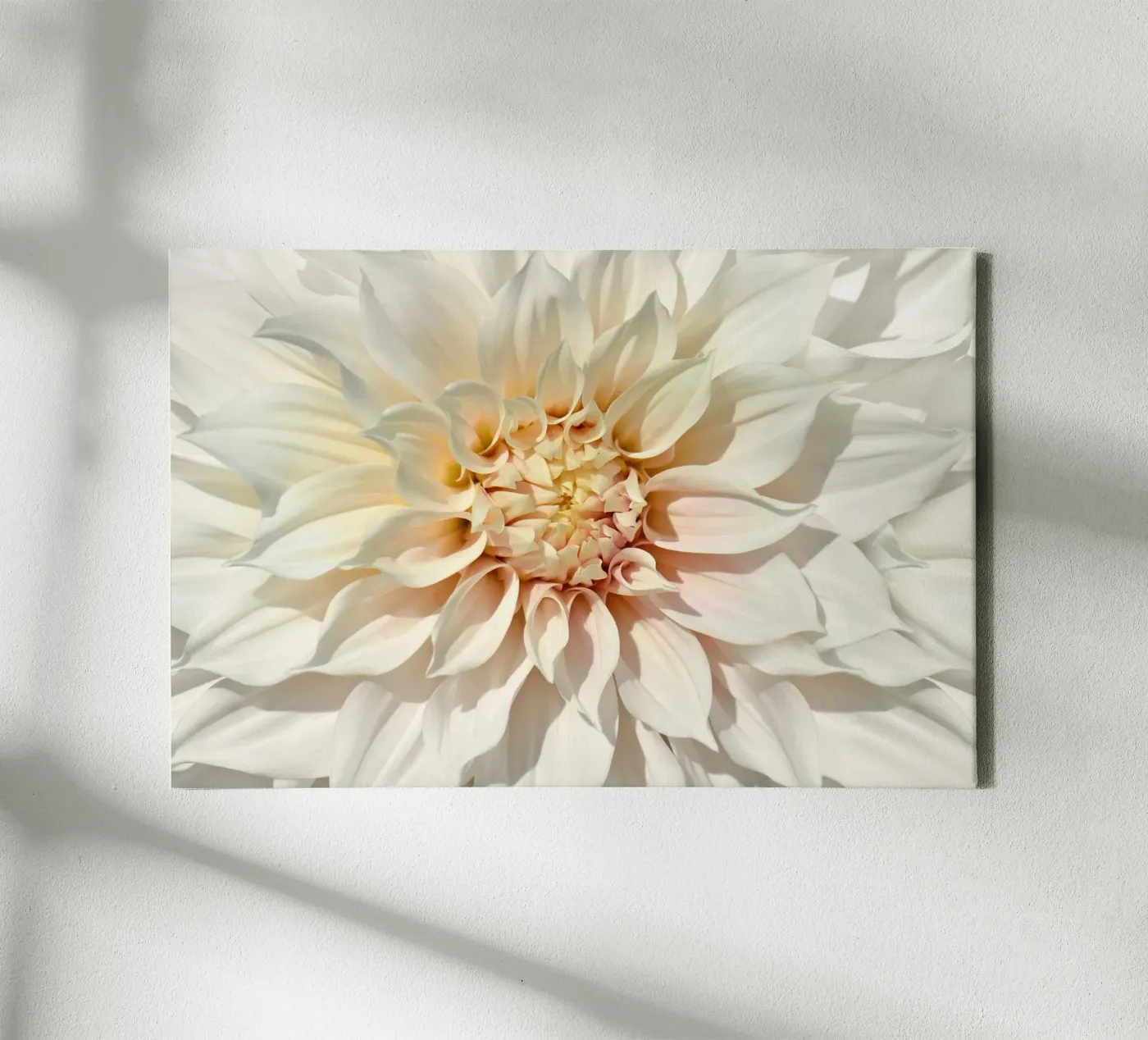 Dalia tela da Atteloi
