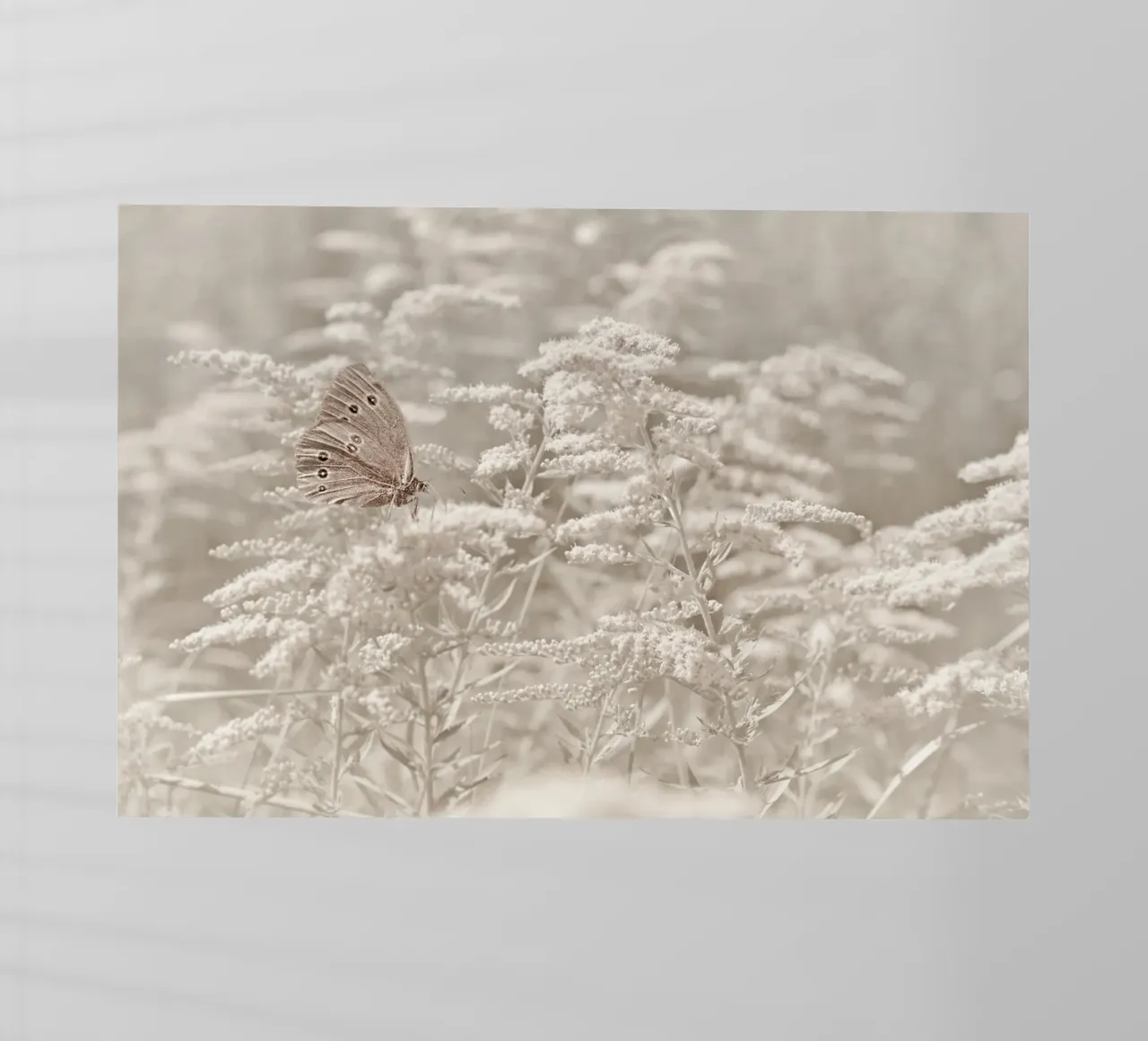 Farfalla pellicola backlit da Atteloi