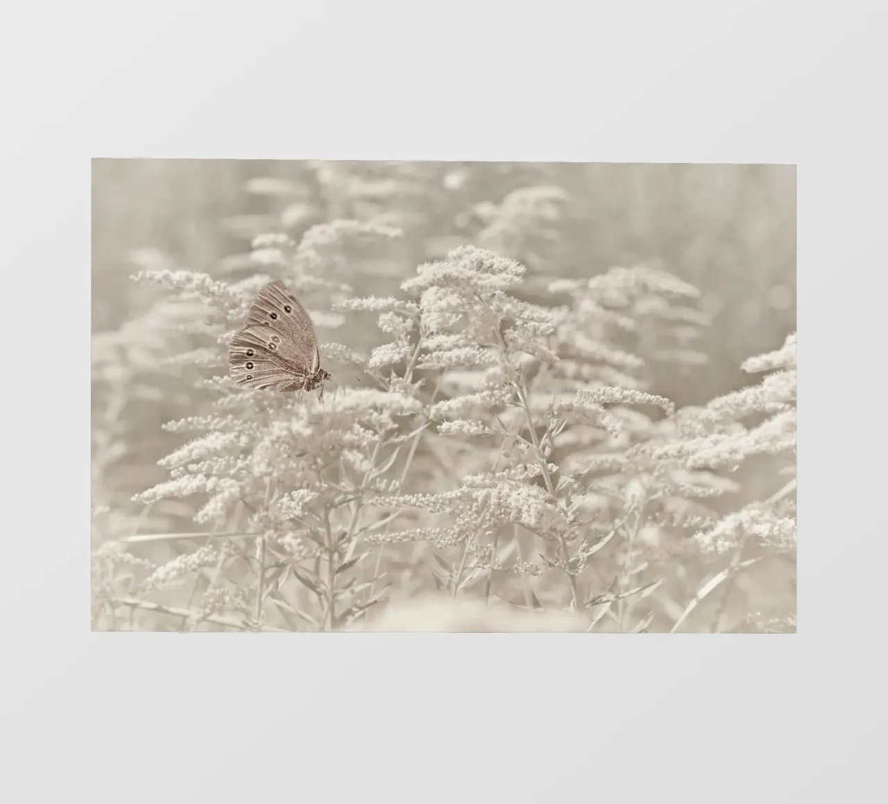 Farfalla pellicola backlit da Atteloi