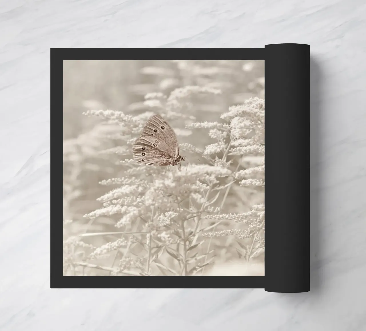 Farfalla zerbino da Atteloi