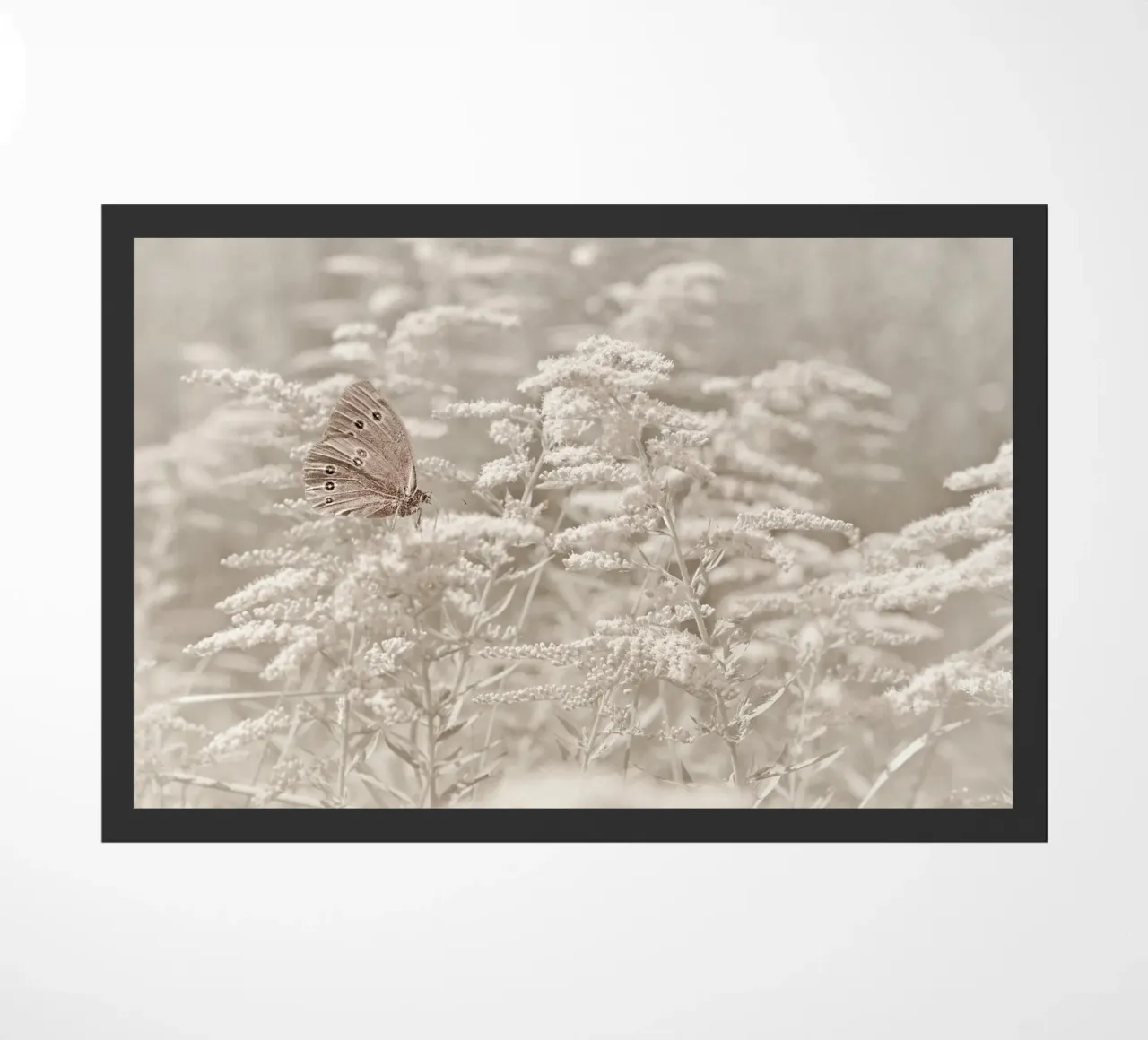 Farfalla zerbino da Atteloi