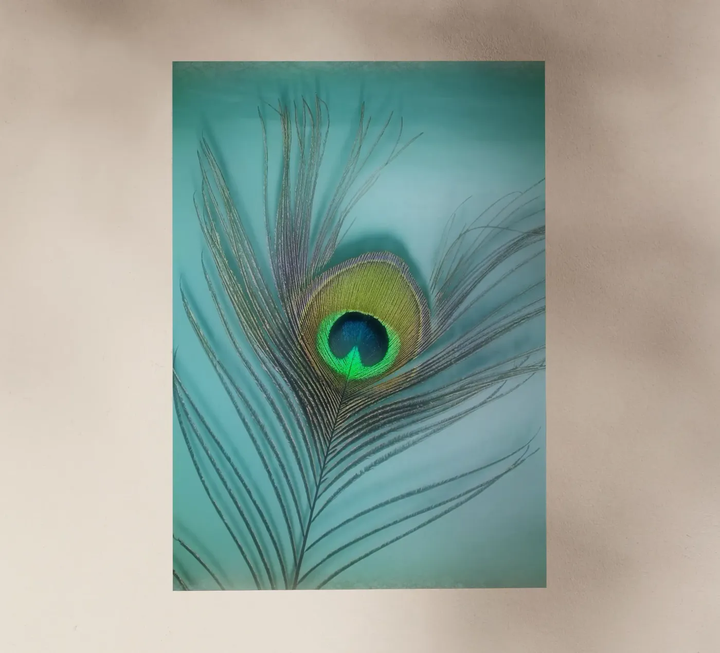 Pavone pellicola backlit da Eva Nev Photography