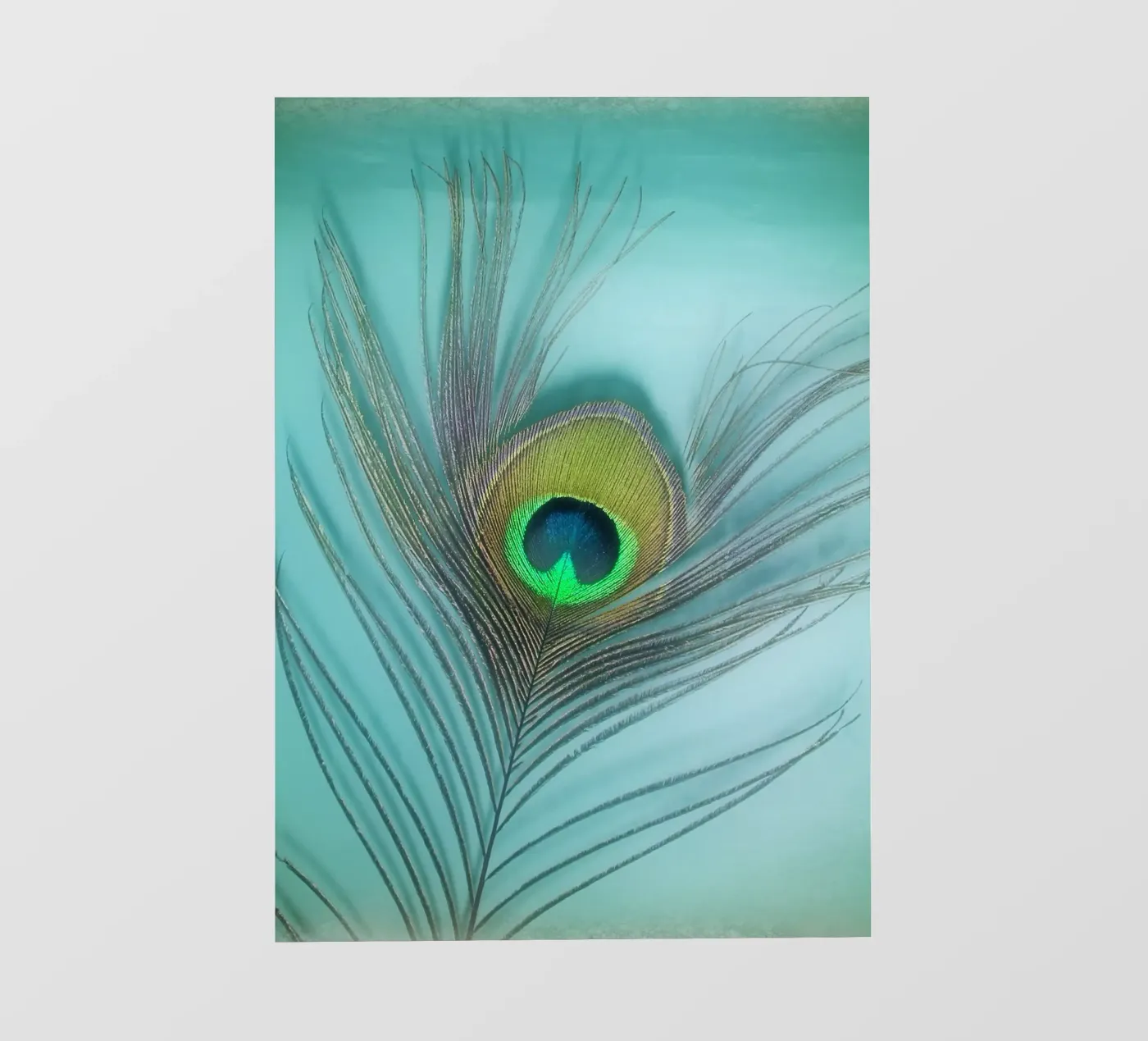 Pavone pellicola backlit da Eva Nev Photography