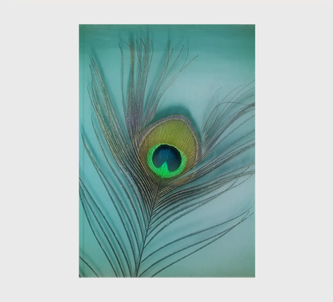 Peacock notebook by Eva Nev Photography
