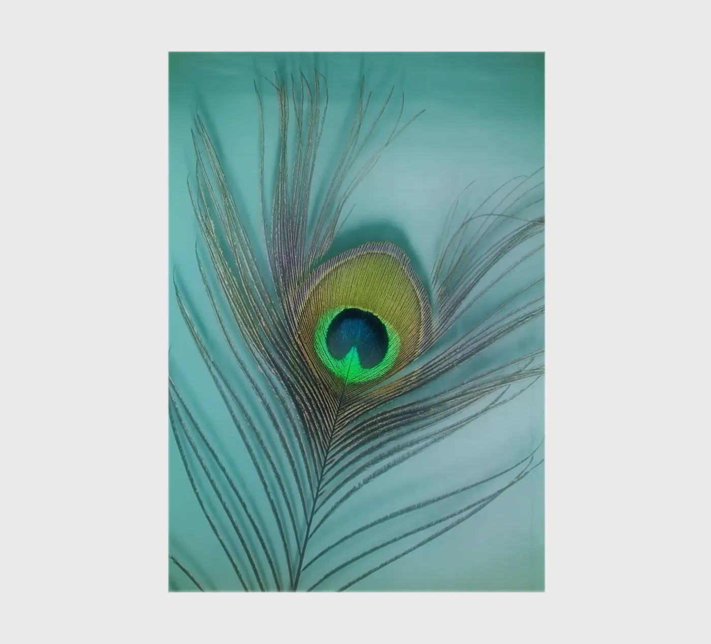 Peacock notebook by Eva Nev Photography