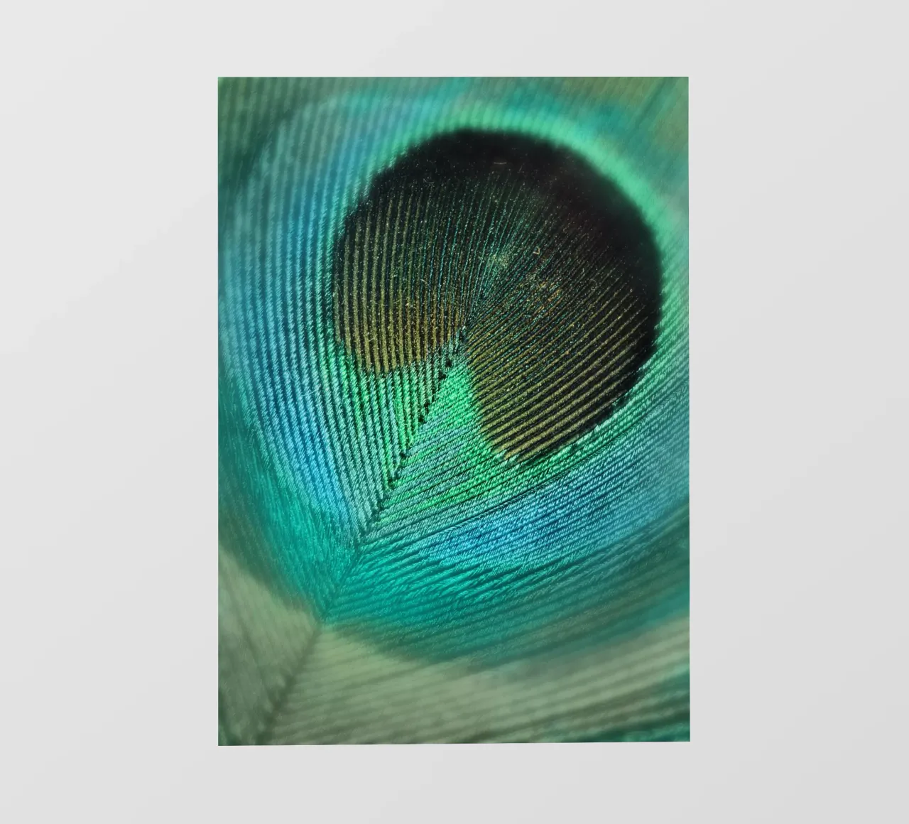 Teal Feather photo wallpaper by Eva Nev Photography