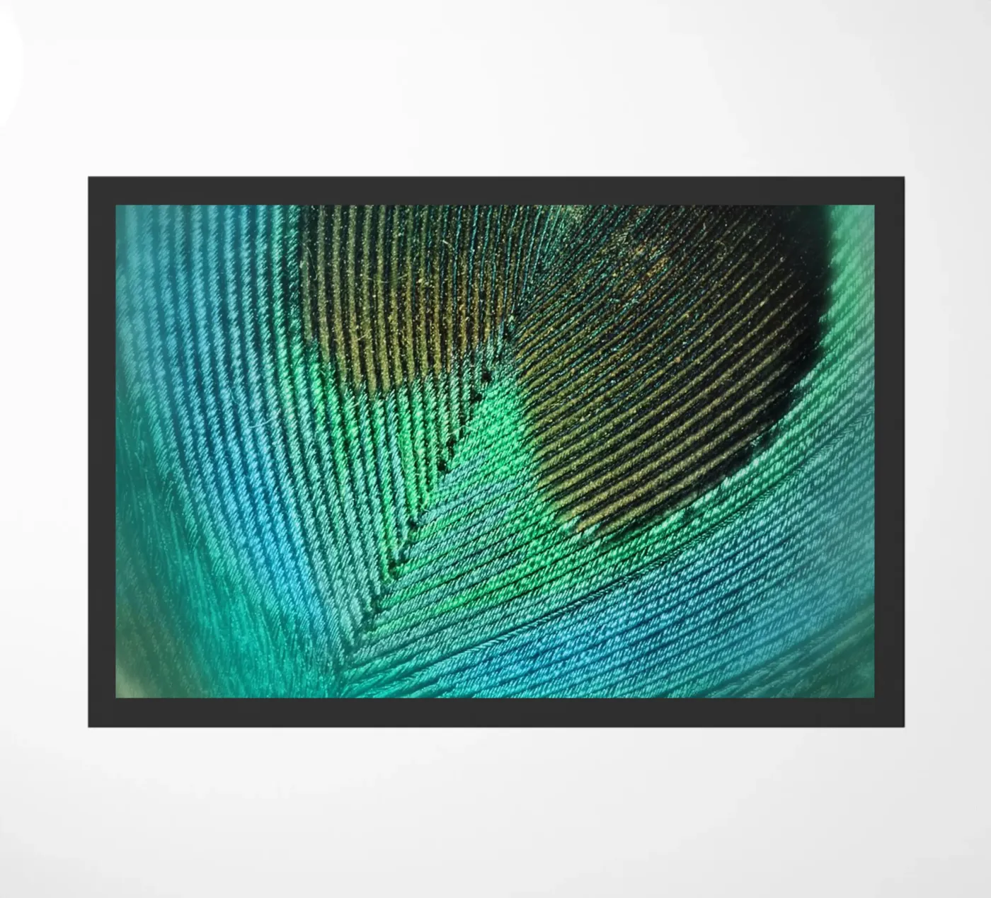 Teal Feather zerbino da Eva Nev Photography