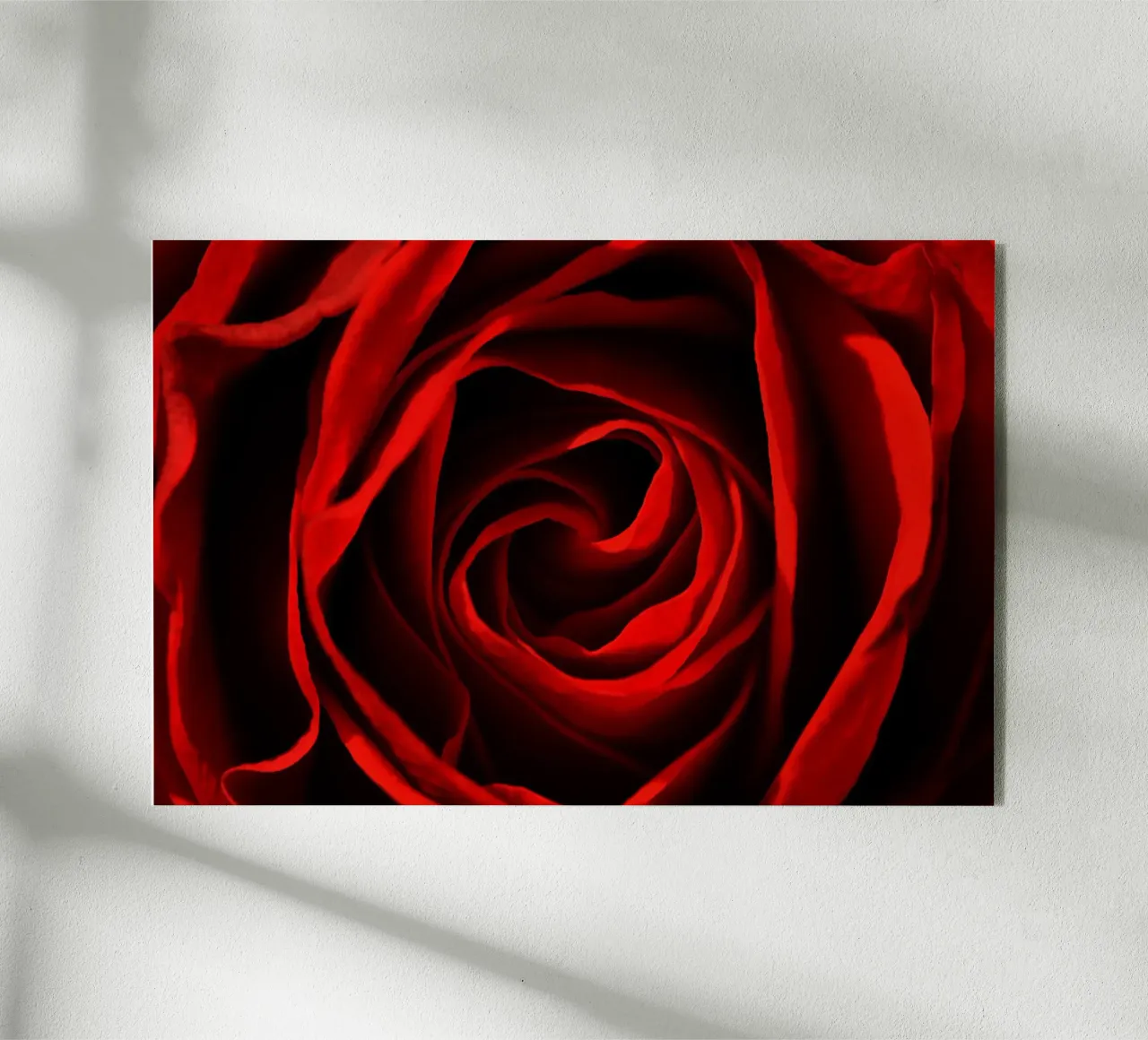 Rosa rossa plexiglass da Atteloi