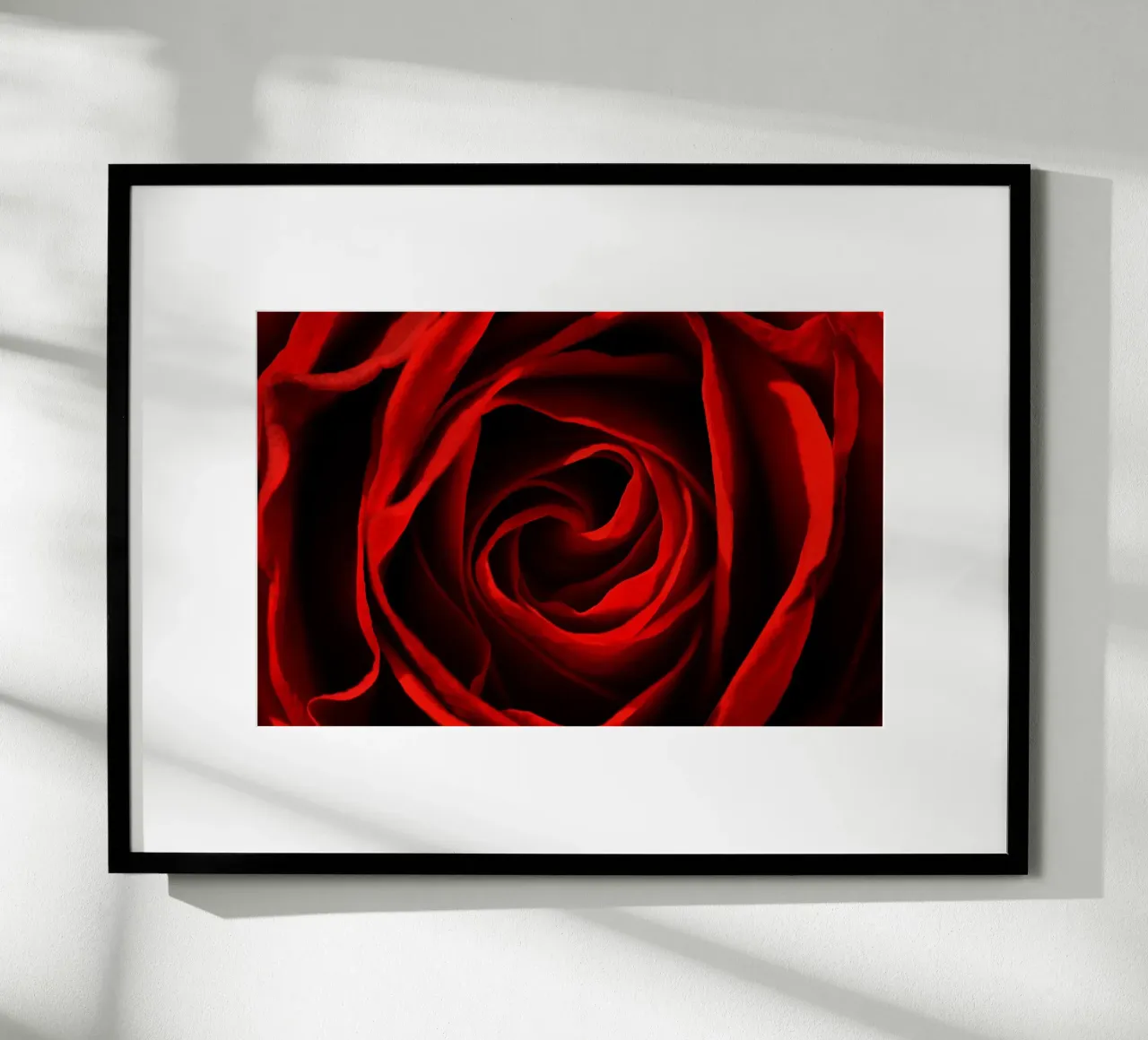 Rosa rossa poster da Atteloi