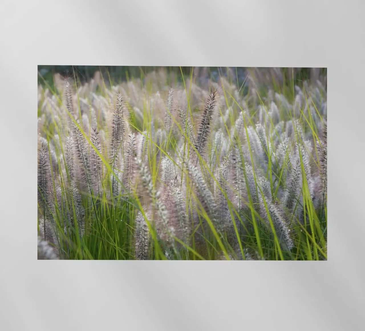 Lampada pulisci erba pellicola backlit da Barbara Buderath Fotodesign