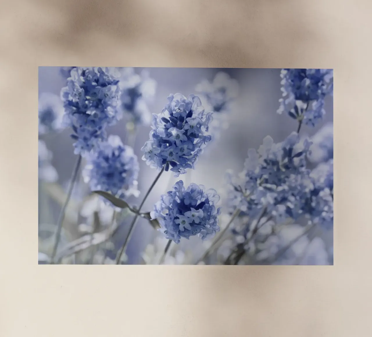 Lavanda pellicola backlit da Atteloi