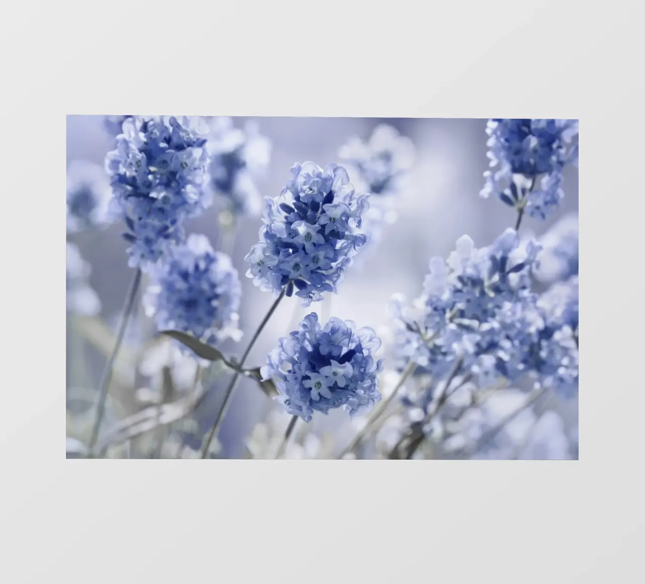 Lavanda pellicola backlit da Atteloi