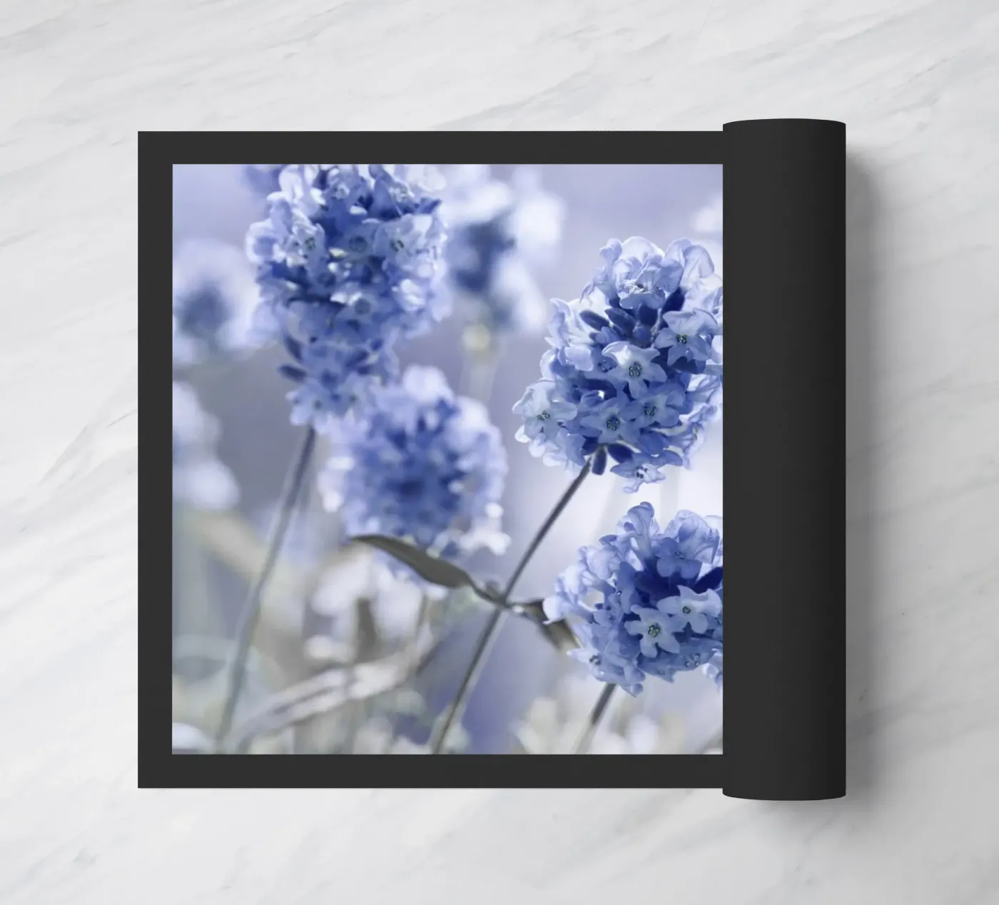 Lavanda zerbino da Atteloi Fotografie