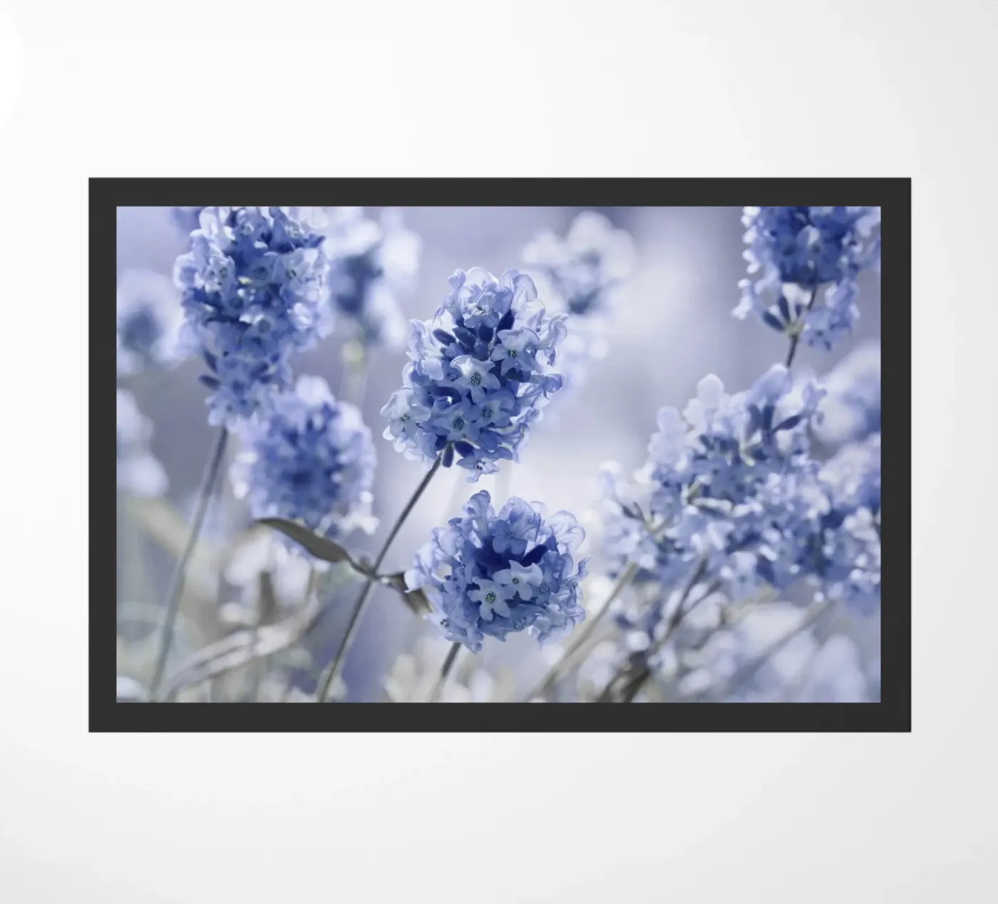 Lavanda zerbino da Atteloi Fotografie