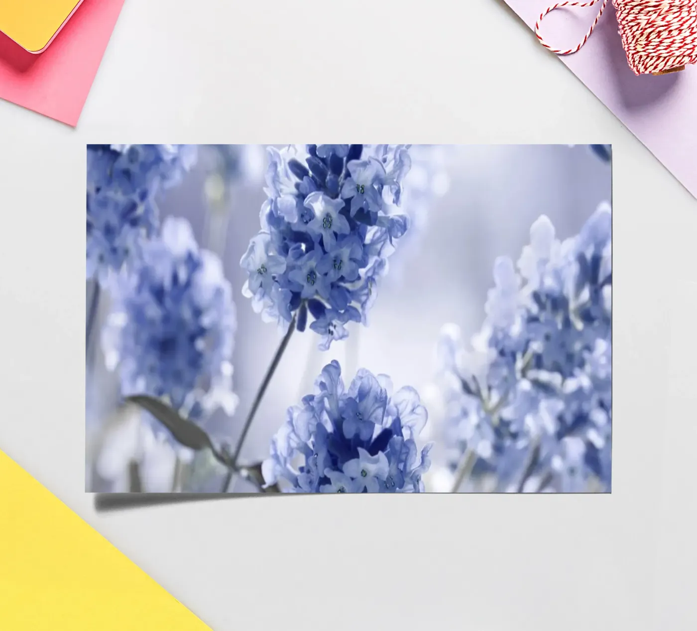 Lavender sticker sheet by Atteloi Fotografie