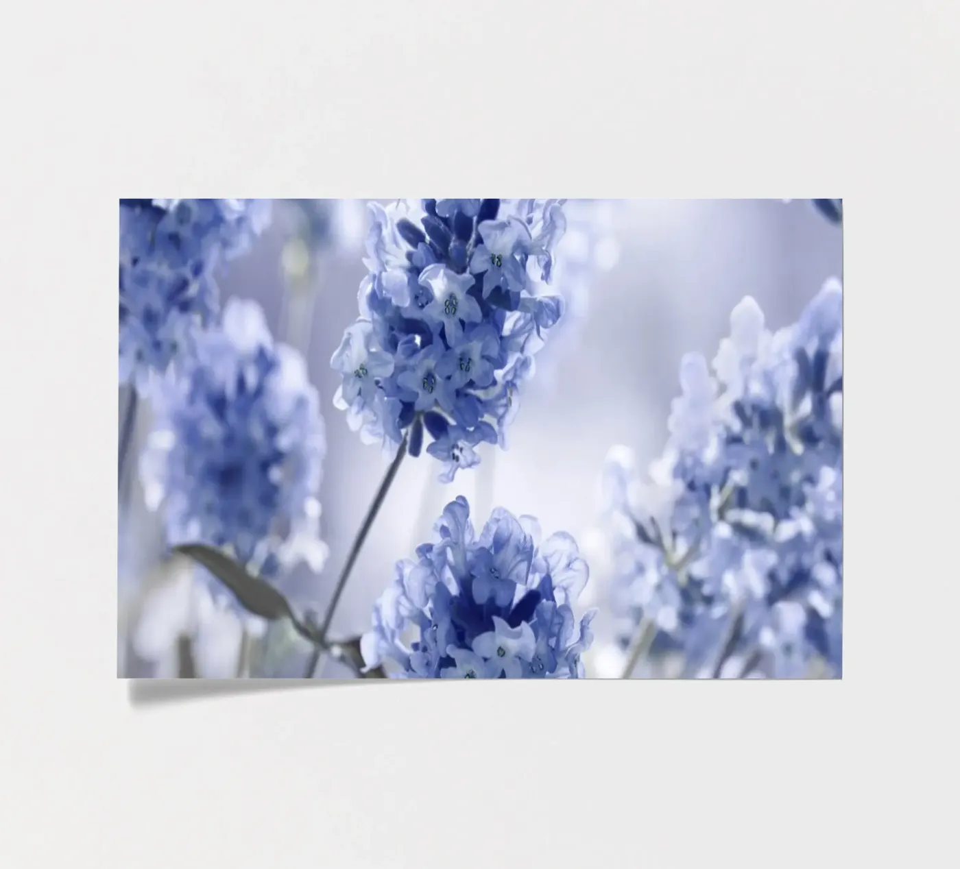 Lavender sticker sheet by Atteloi Fotografie