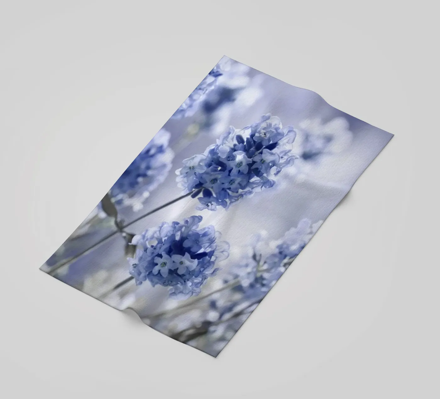 Lavanda telo mare da Atteloi Fotografie