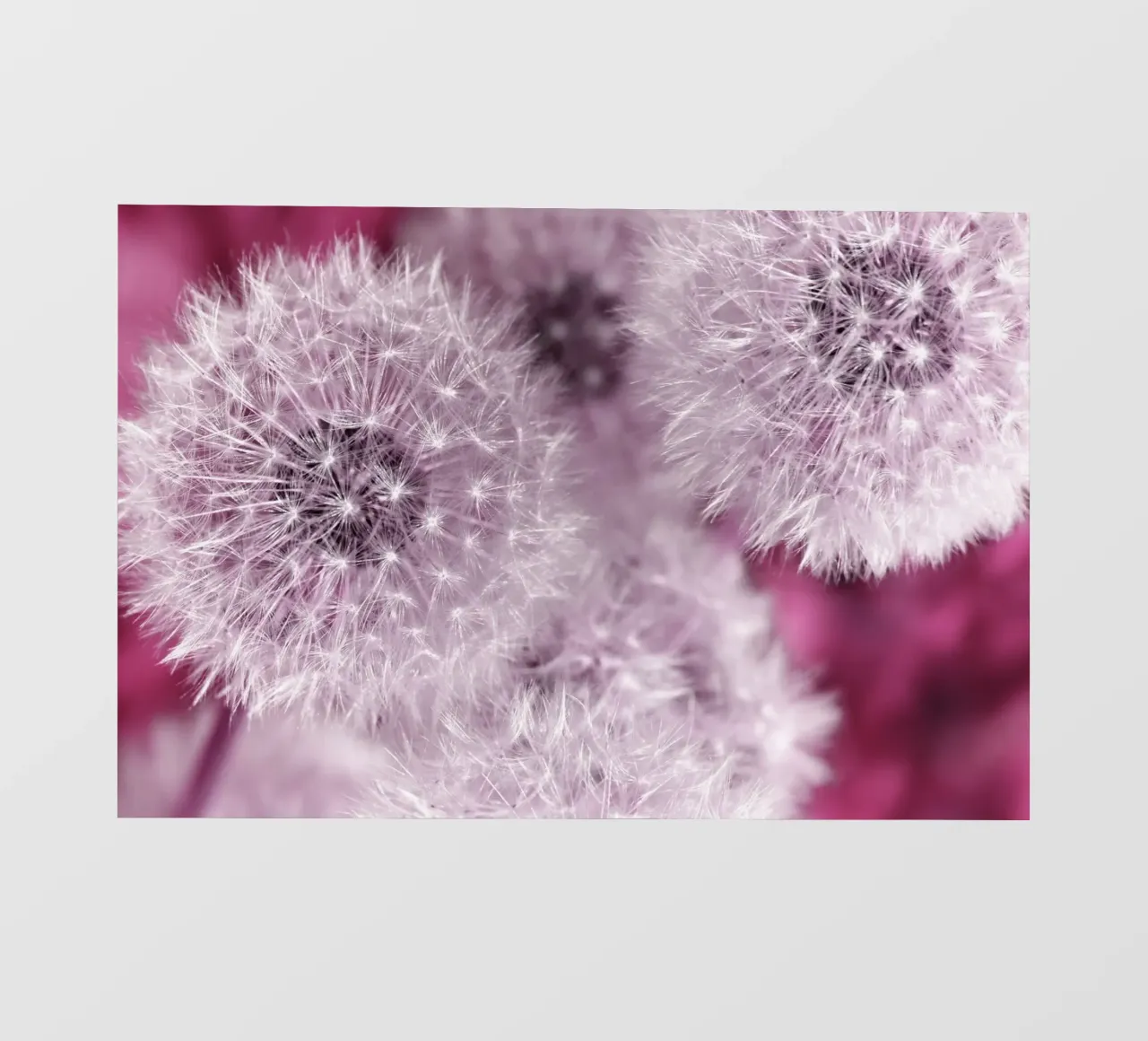 Pusteblumen telo in pvc da Atteloi