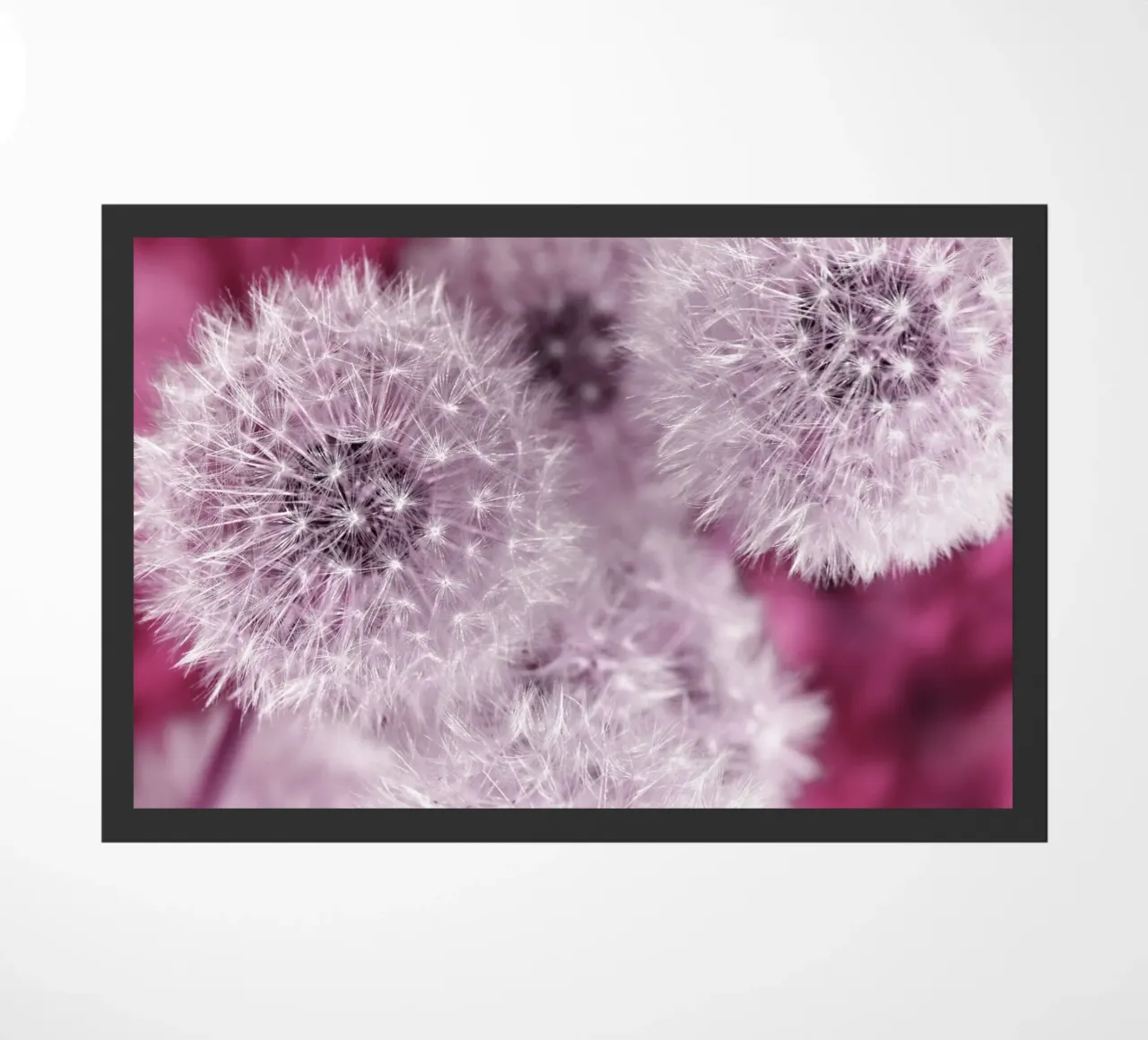 Pusteblumen zerbino da Atteloi