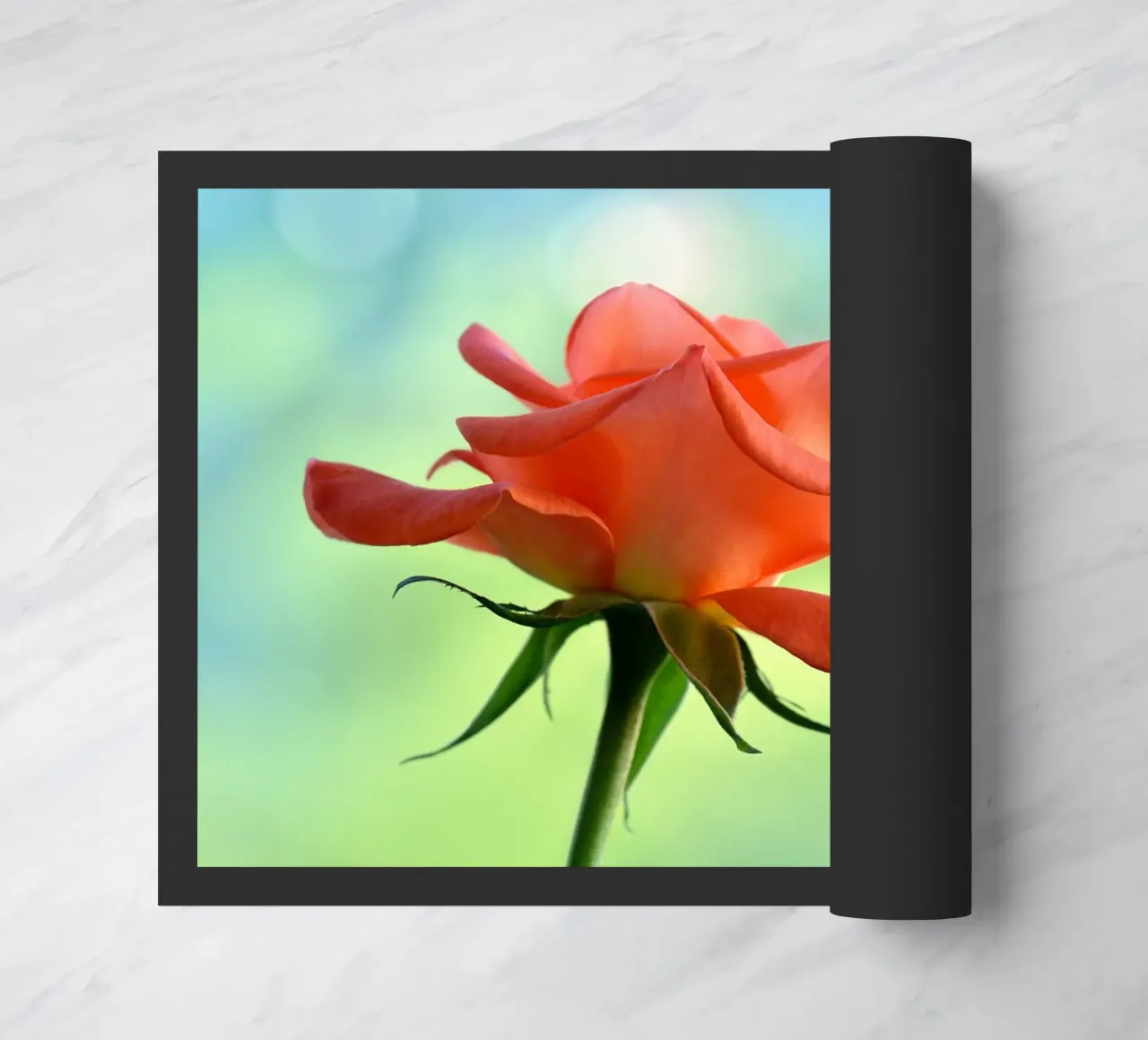 Rosa zerbino da Atteloi