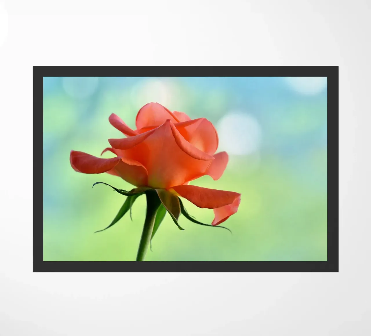 Rosa zerbino da Atteloi