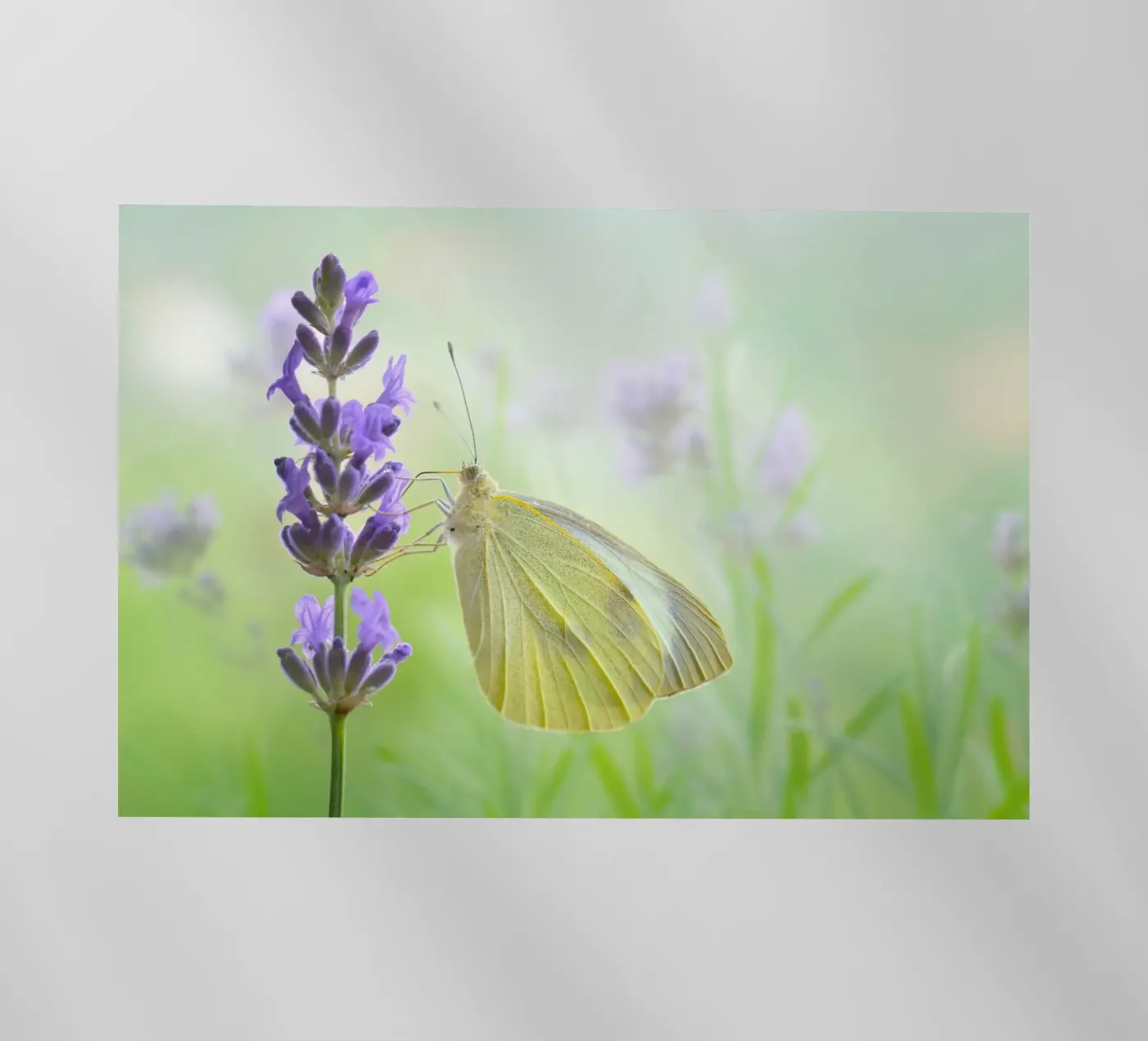 Butterfly backlit film by Atteloi Fotografie