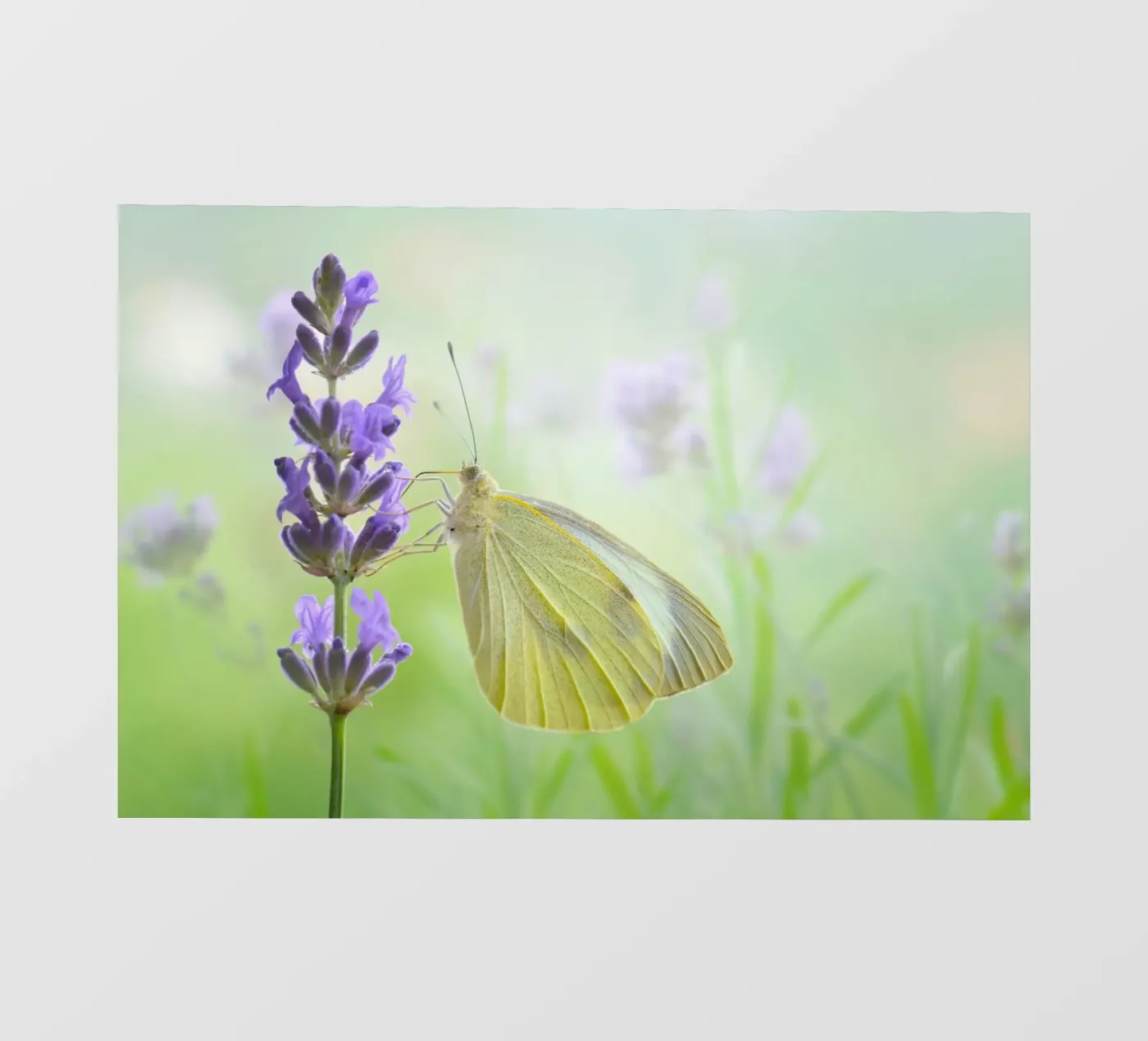 Butterfly backlit film by Atteloi Fotografie