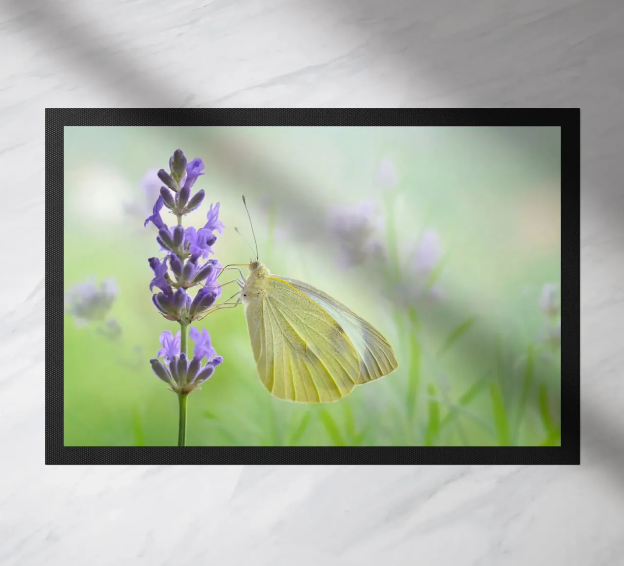 Farfalla zerbino da Atteloi