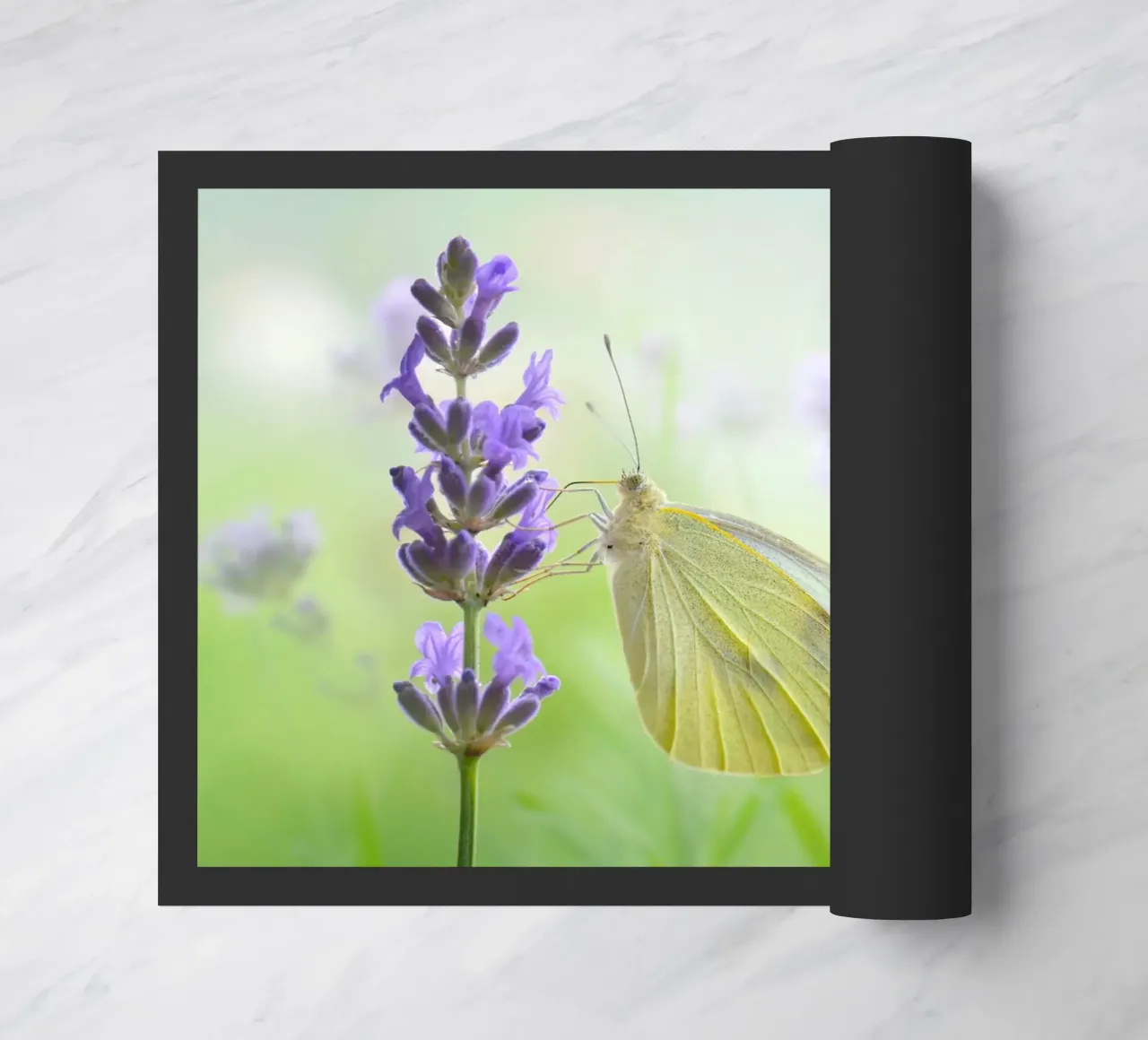 Farfalla zerbino da Atteloi