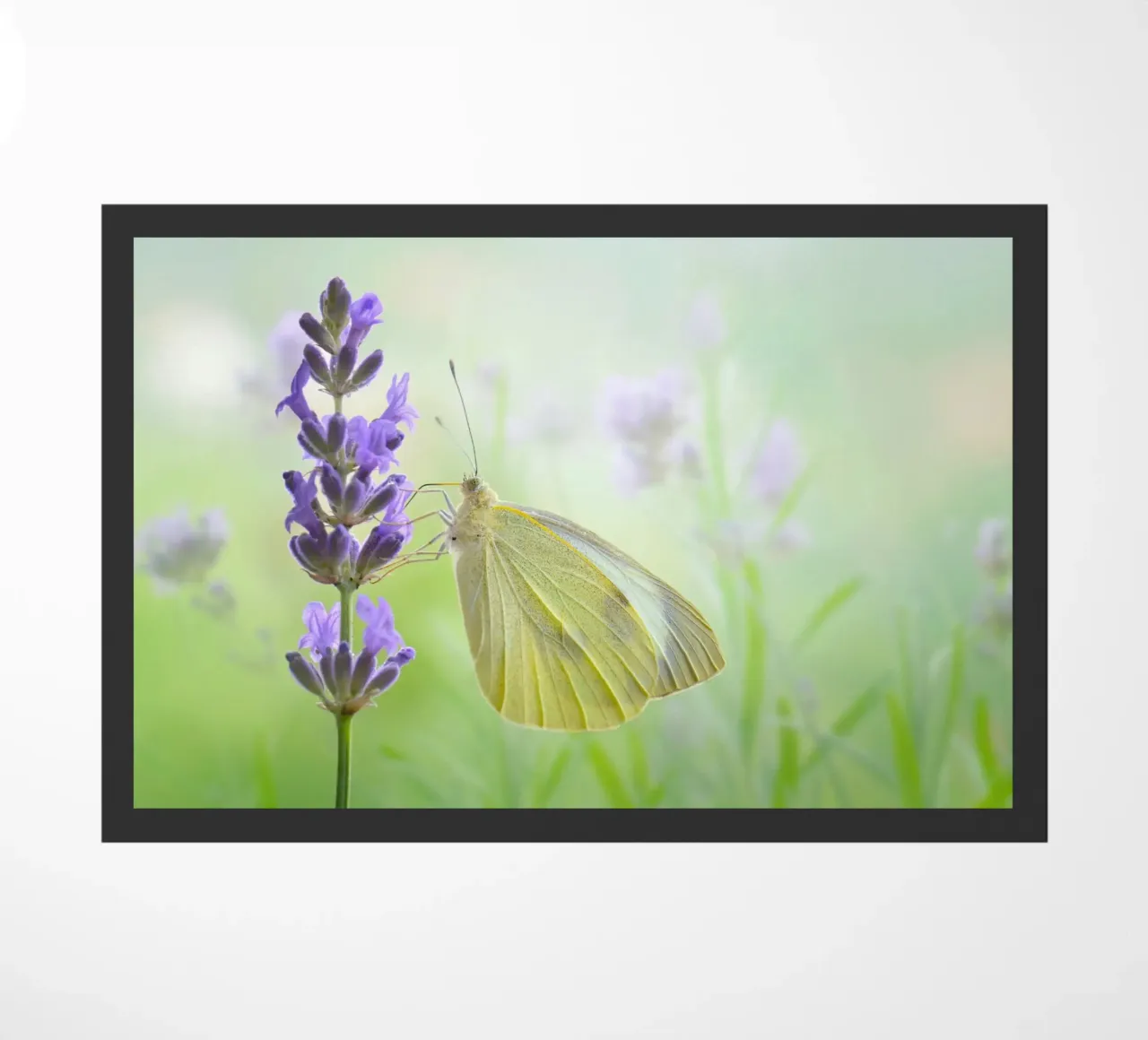 Farfalla zerbino da Atteloi