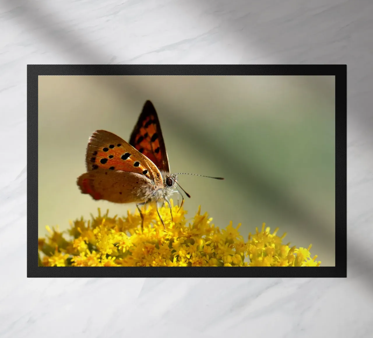 Farfalla Piccola fritillaria zerbino da Atteloi