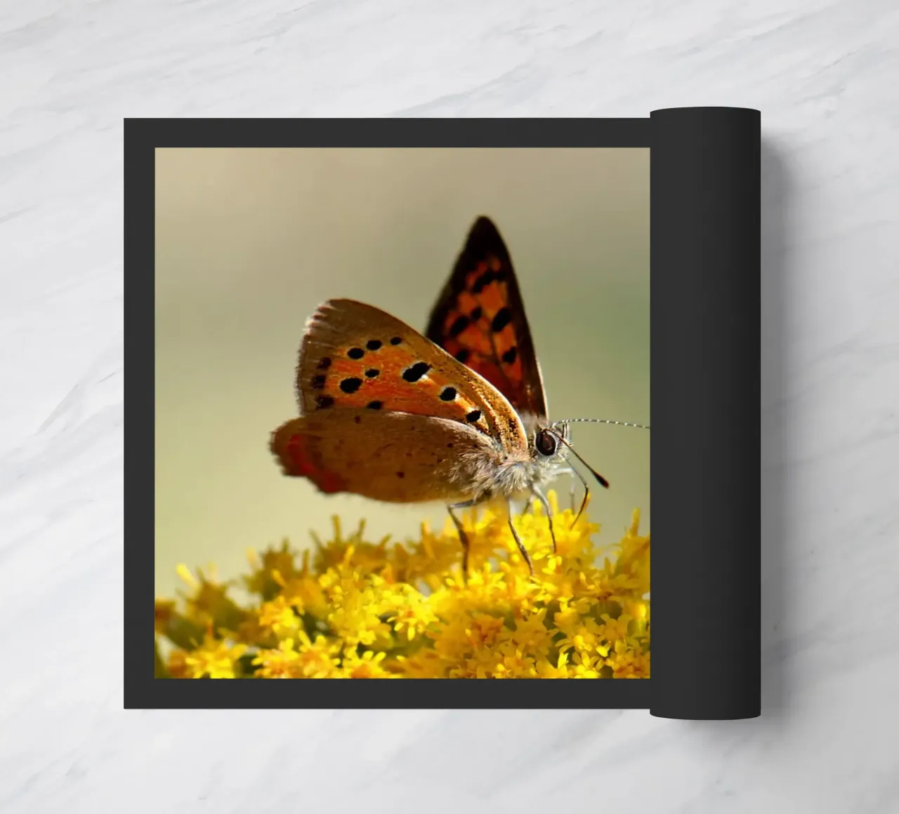 Farfalla Piccola fritillaria zerbino da Atteloi